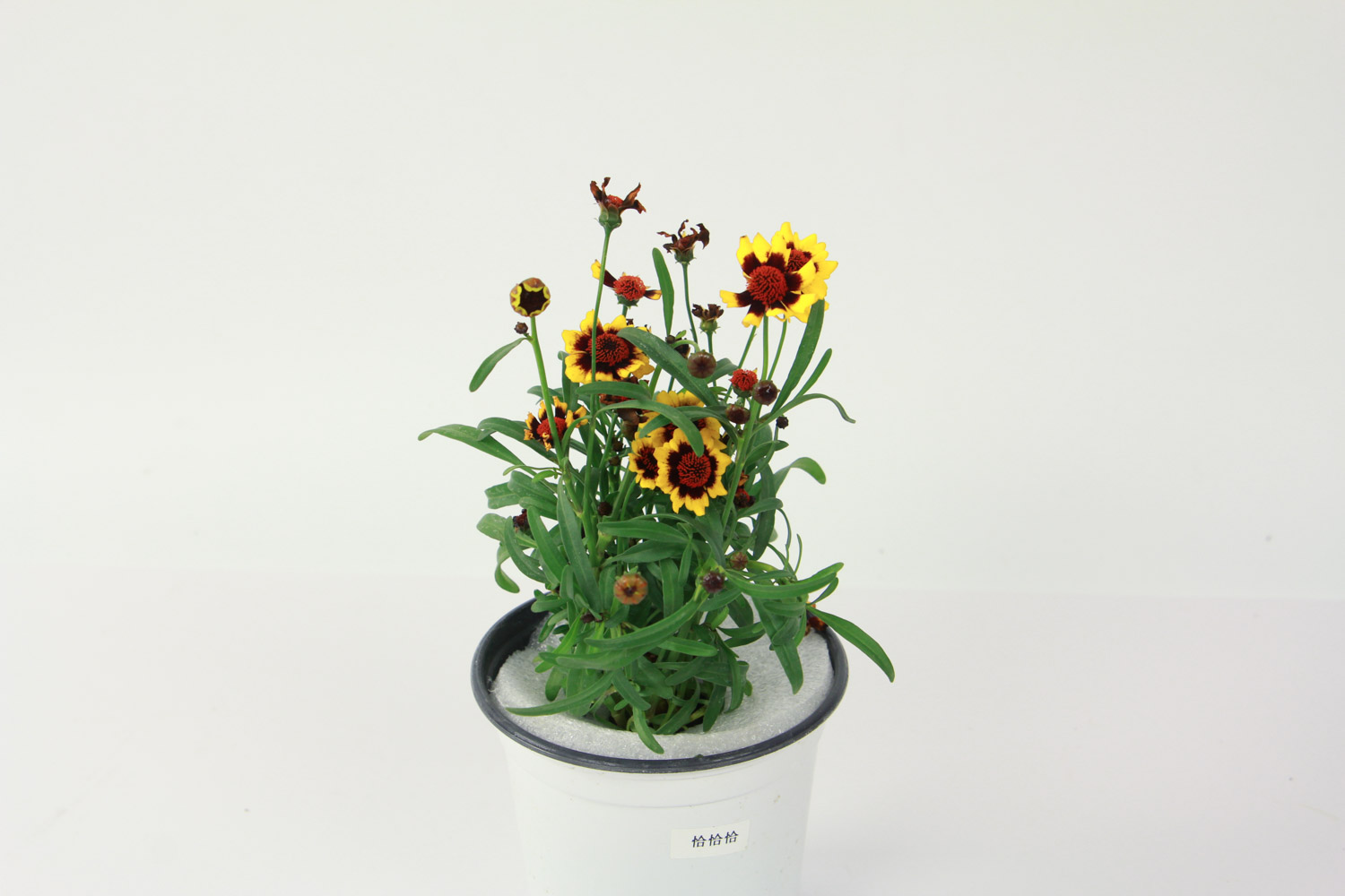 Coreopsis