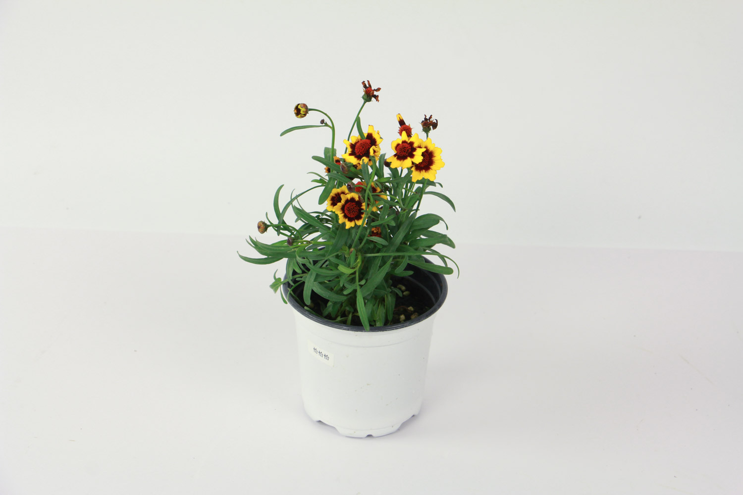 Coreopsis