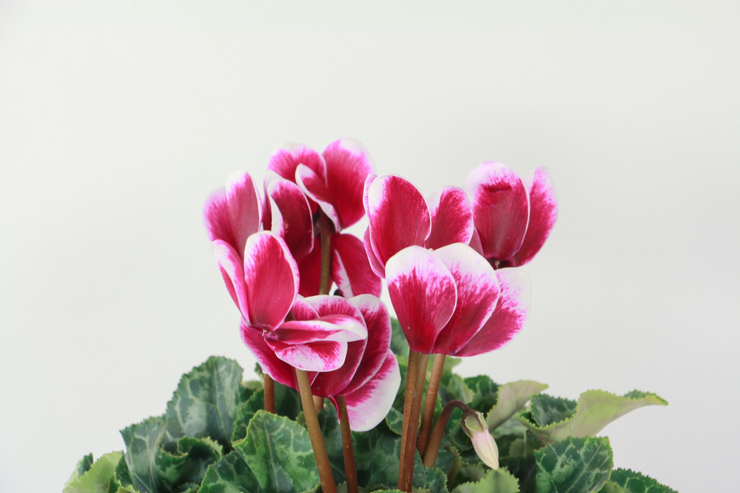 Cyclamen