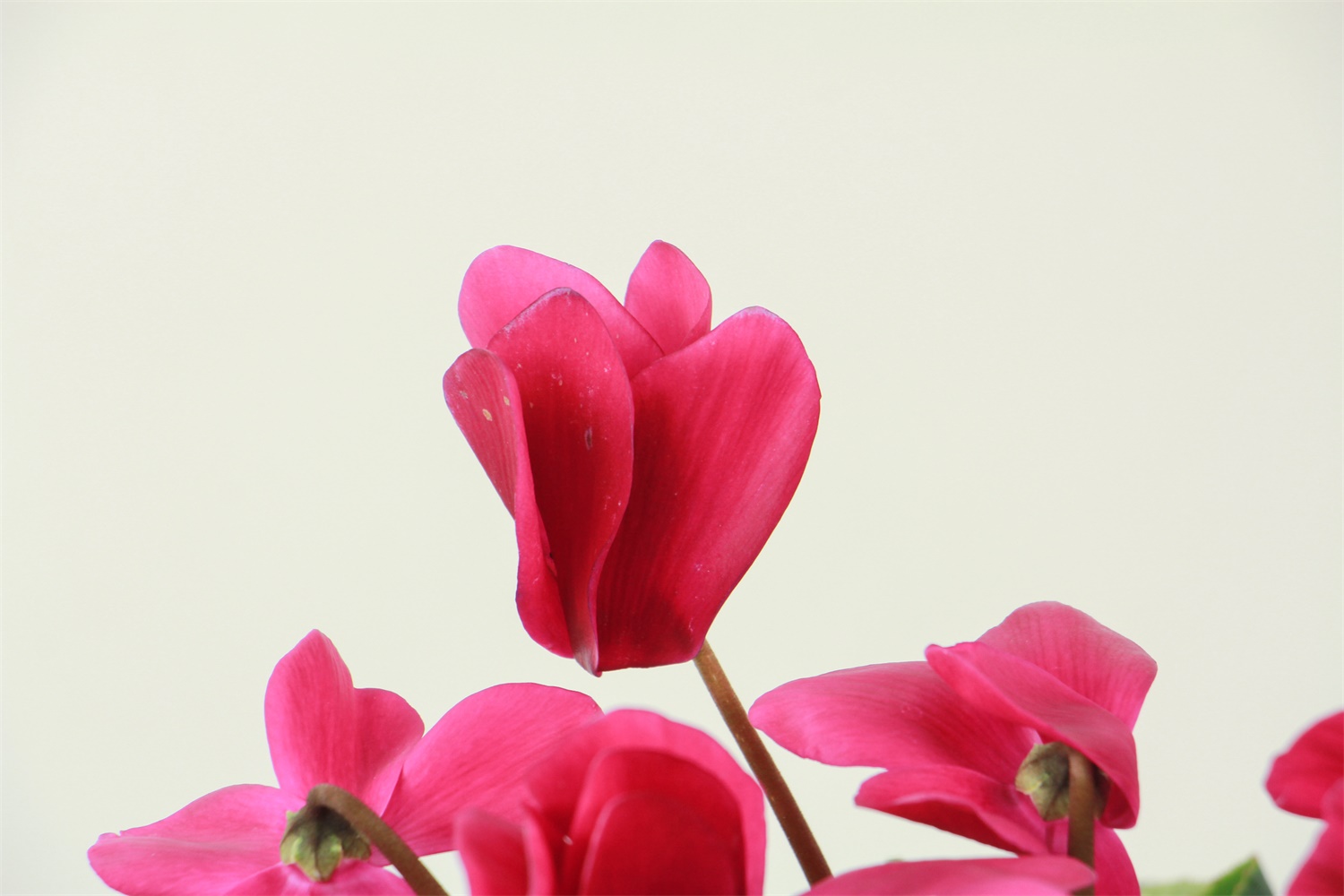 Cyclamen