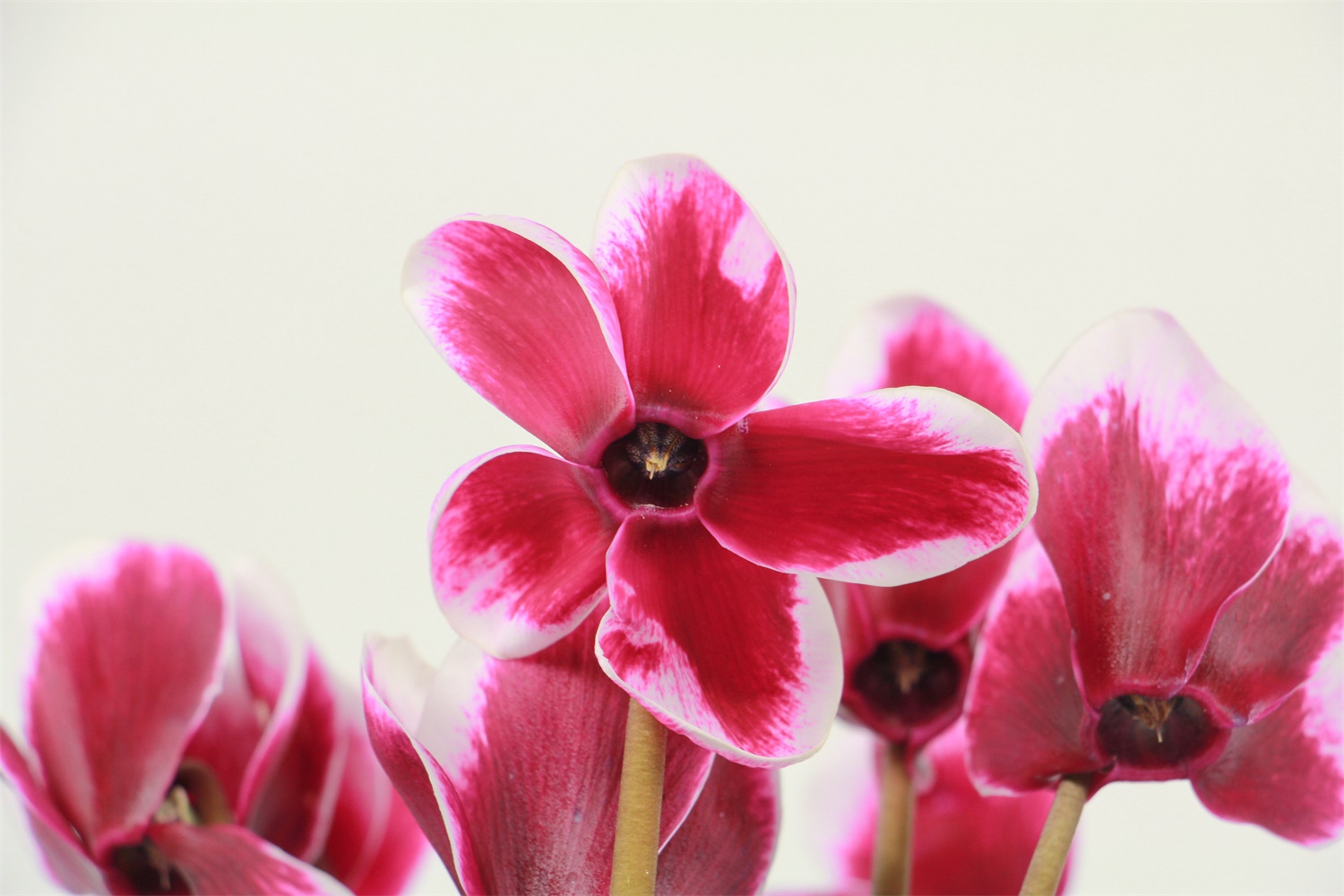 Cyclamen