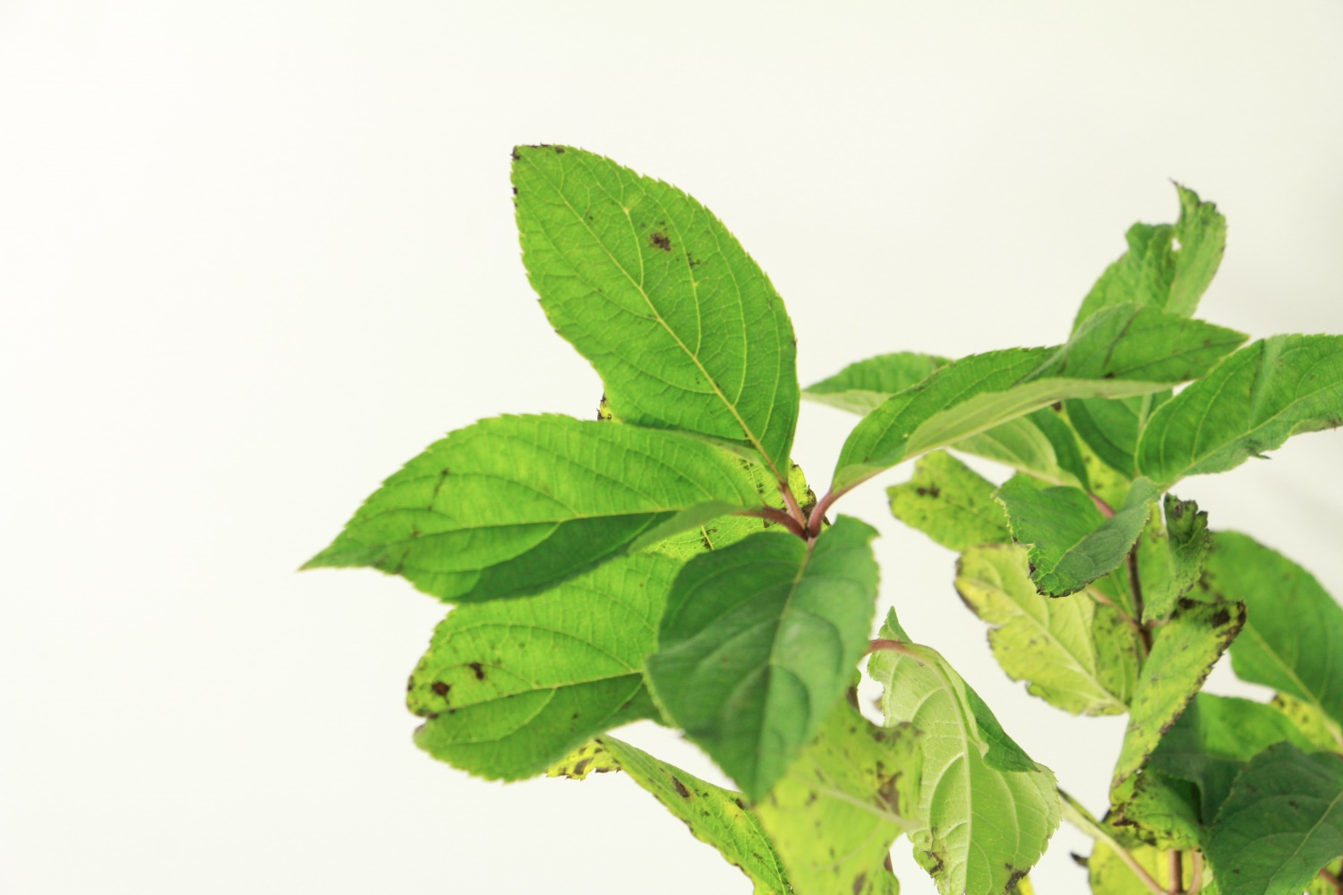 Hydrangea paniculata