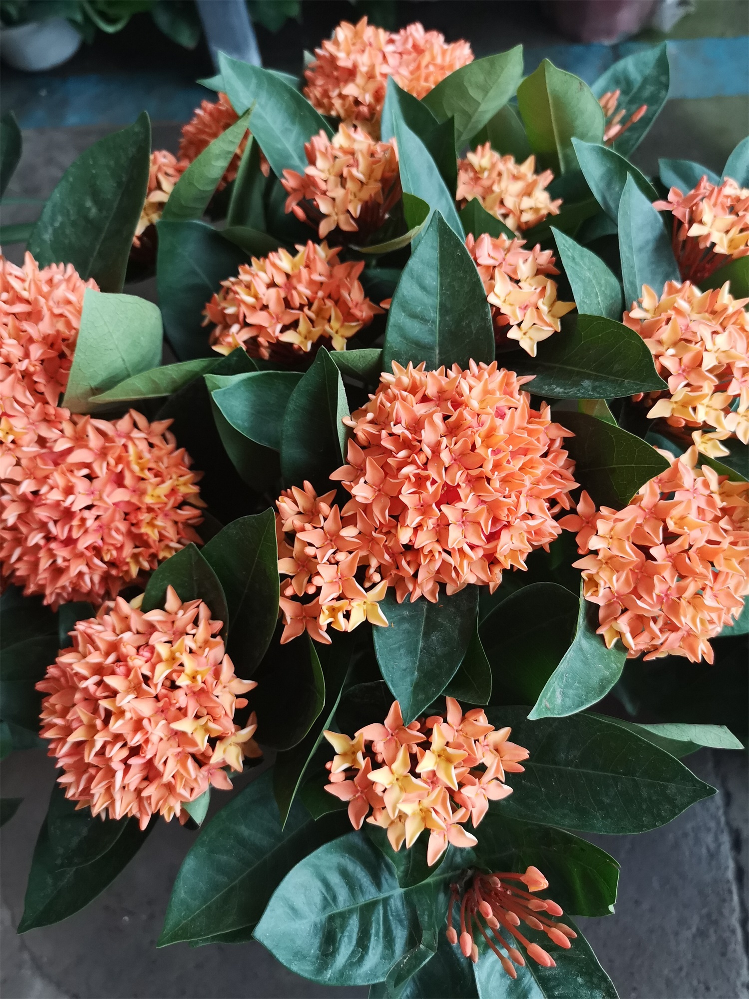 Ixora