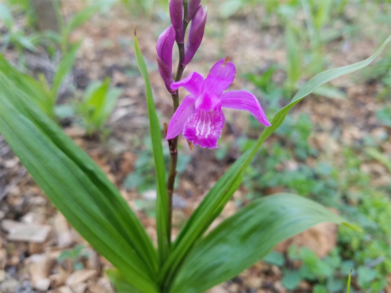 Bletilla striata