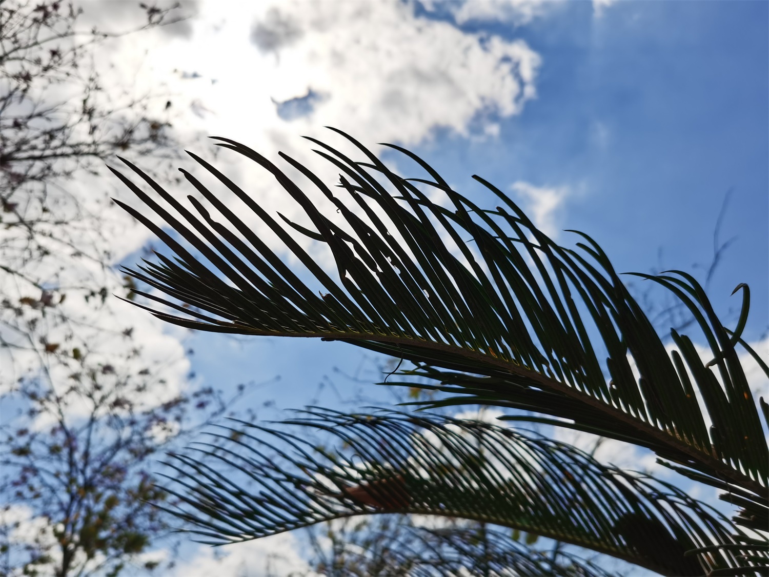 Sago cycas