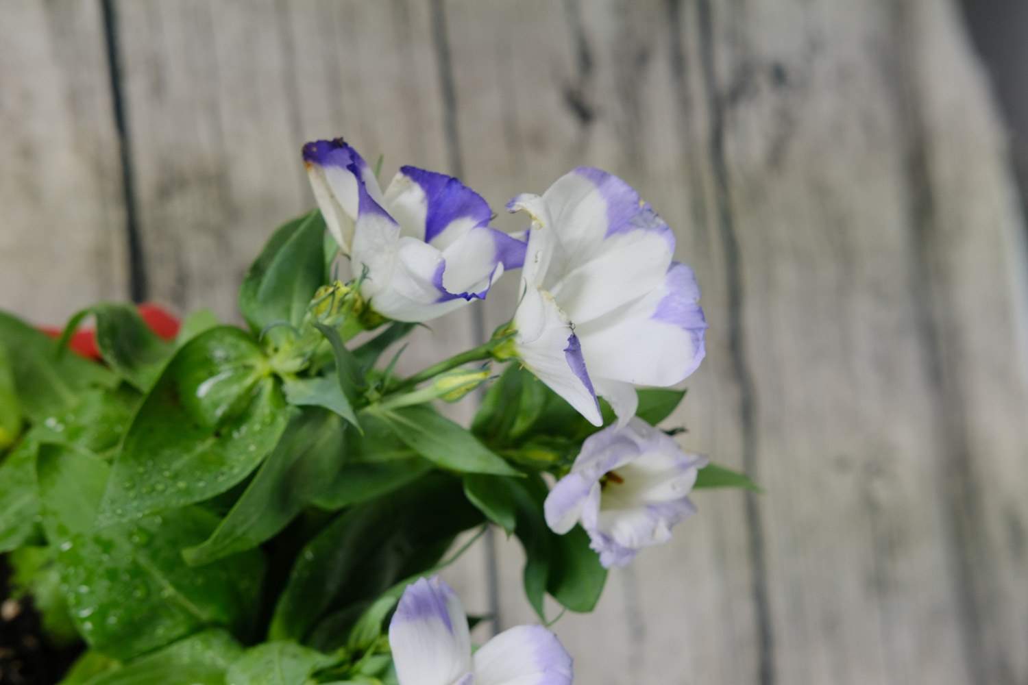 Eustoma grandiflorum