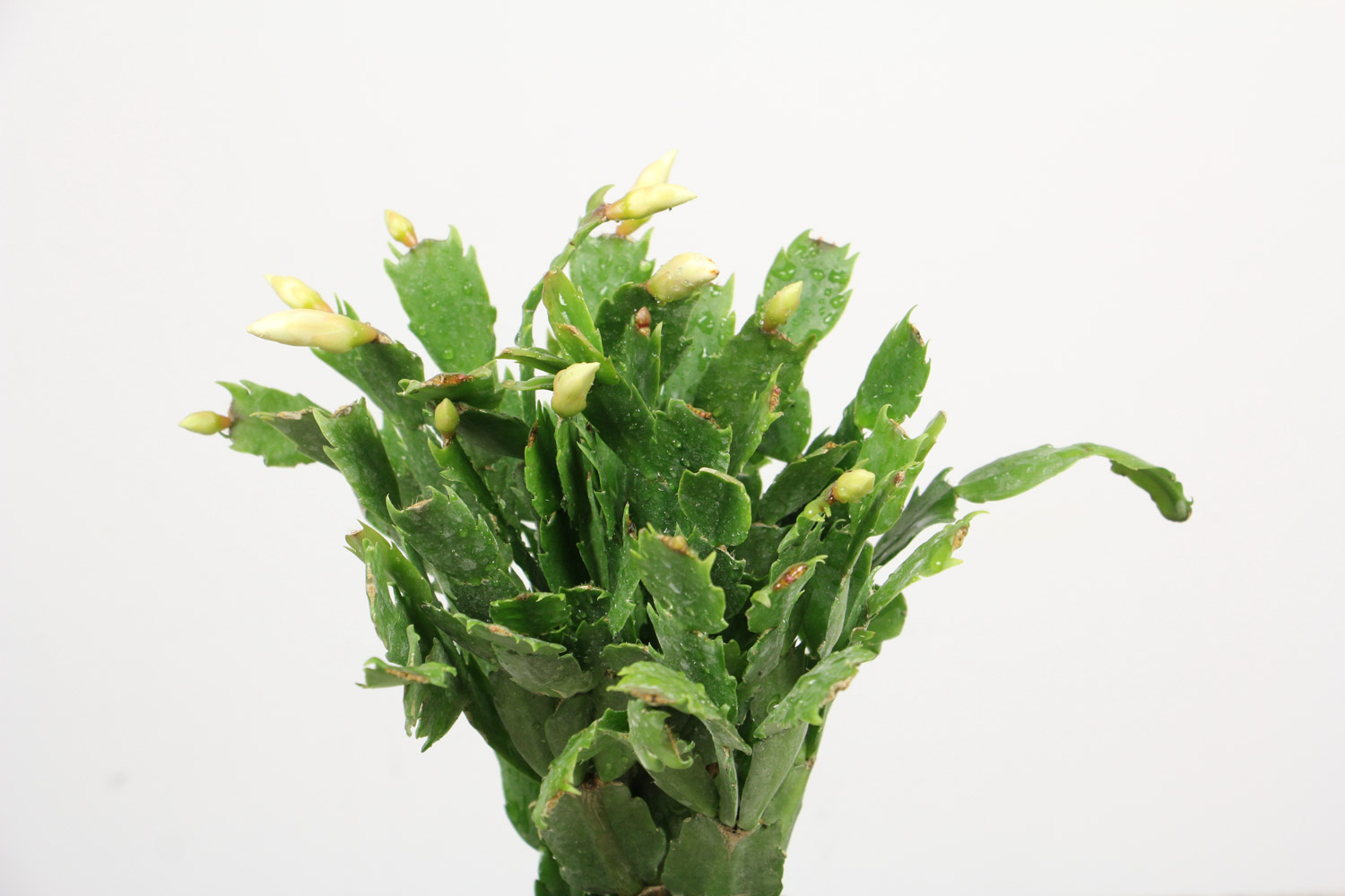 crab cactus