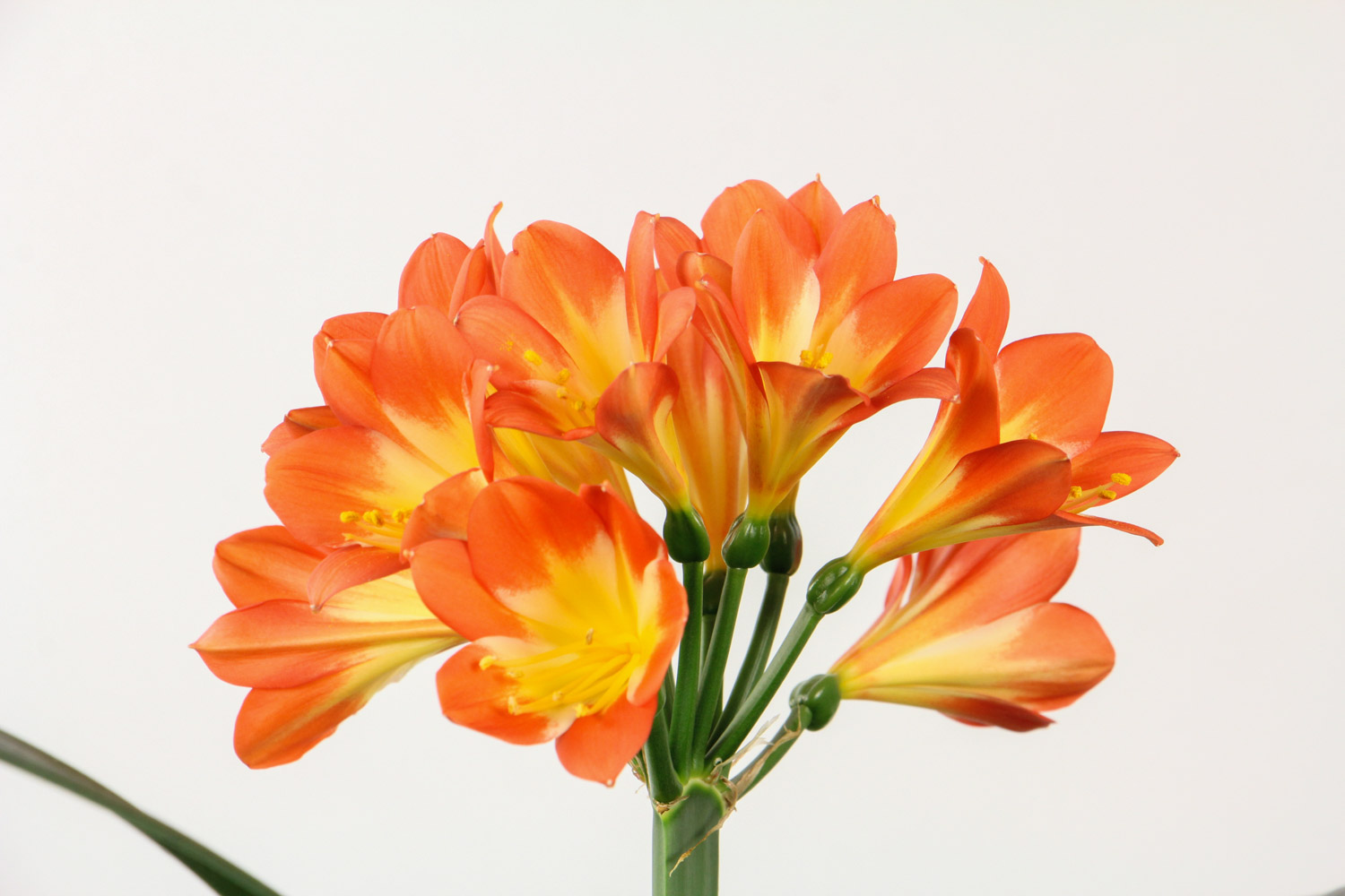 Clivia