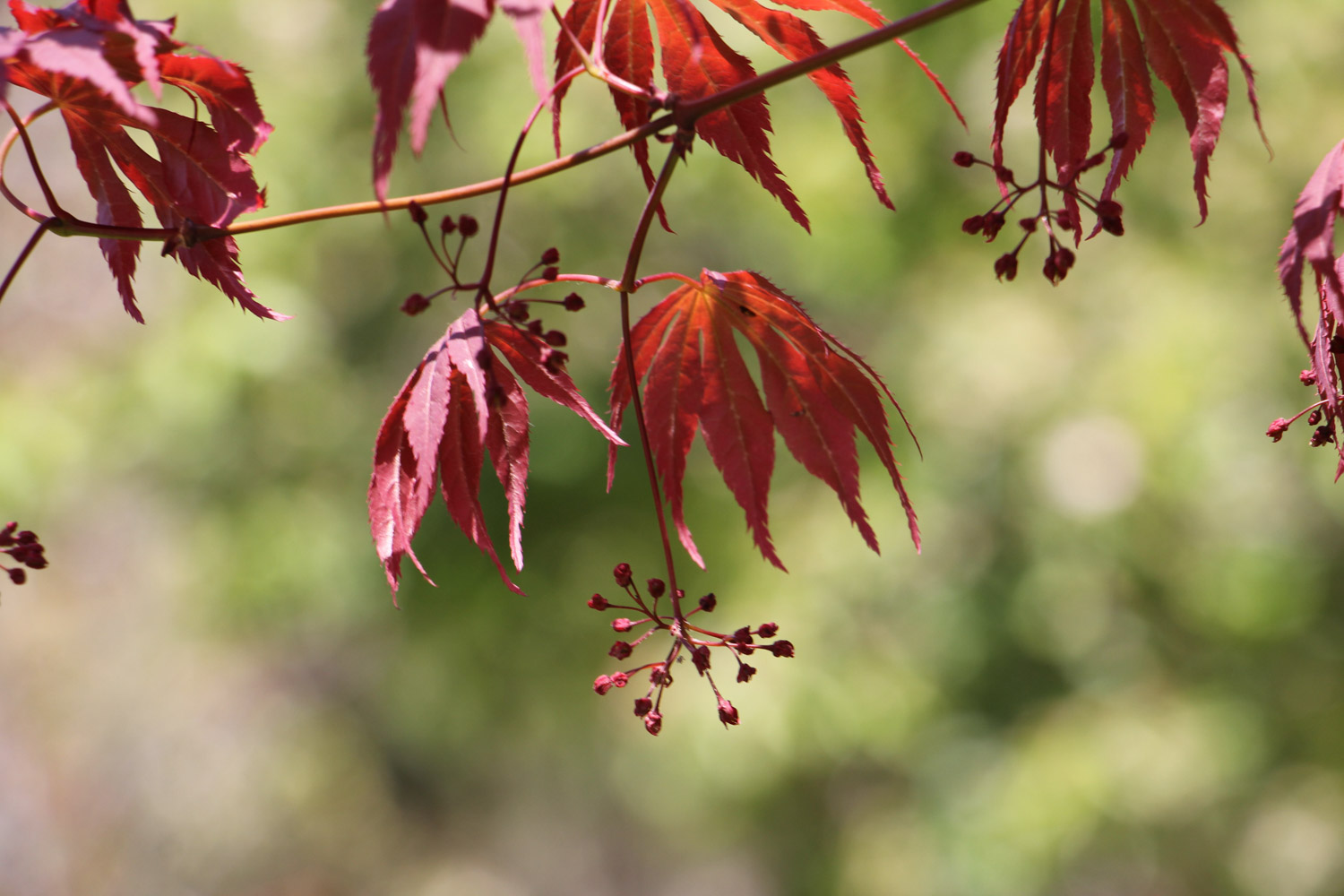 Acer henryi