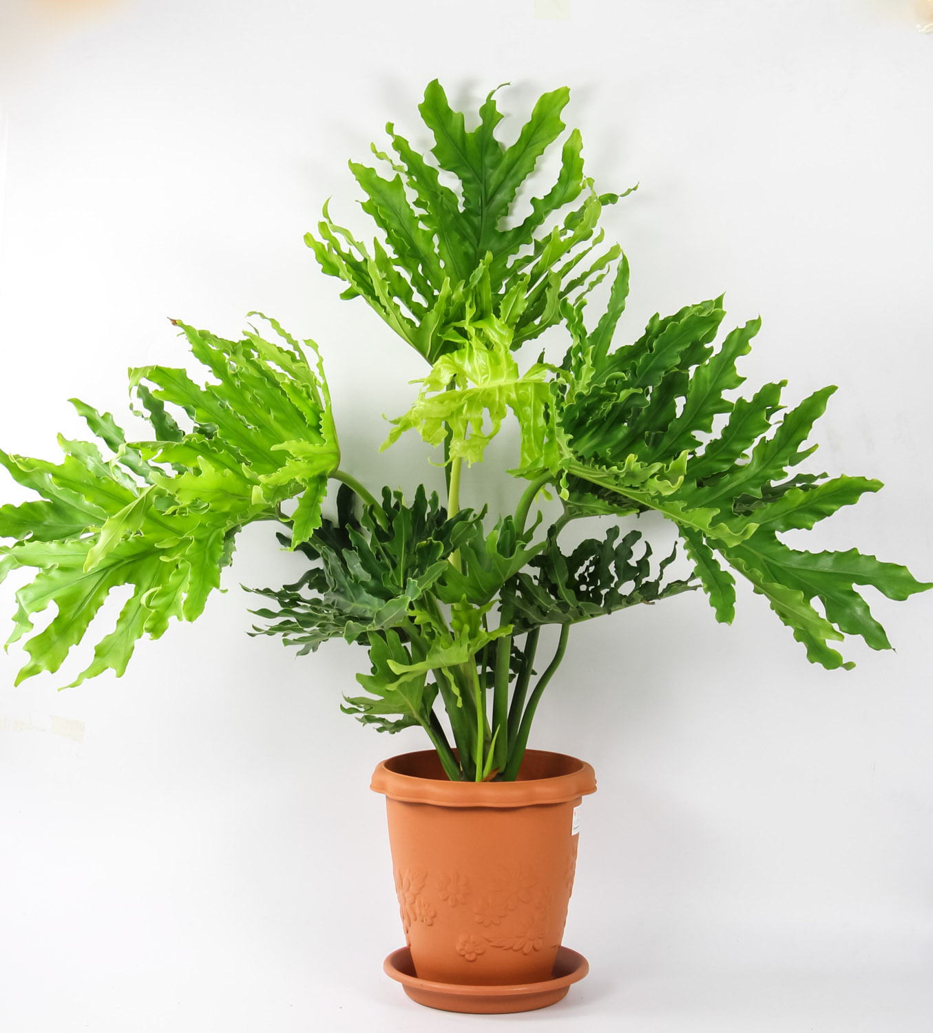 Philodendron selloum