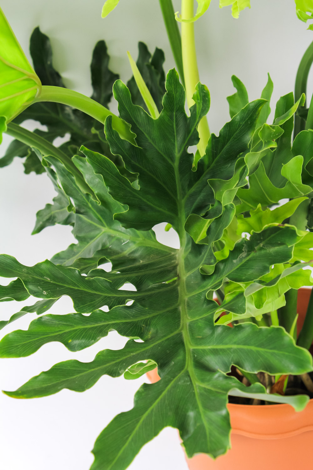 Philodendron selloum