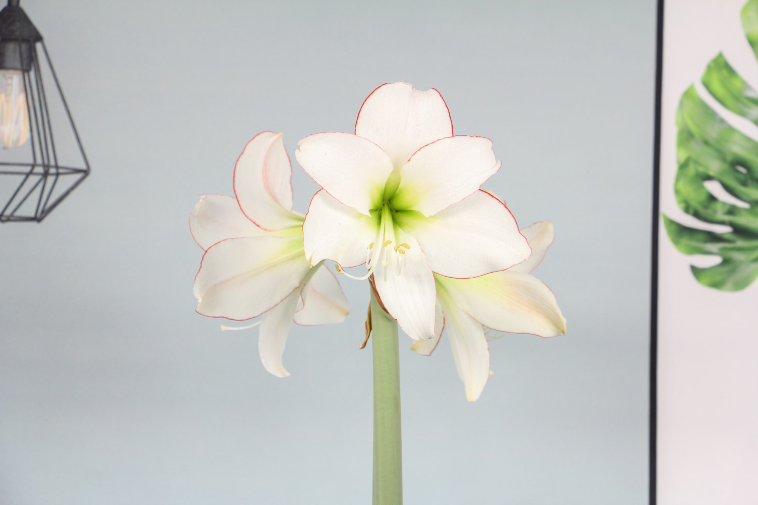 amaryllis