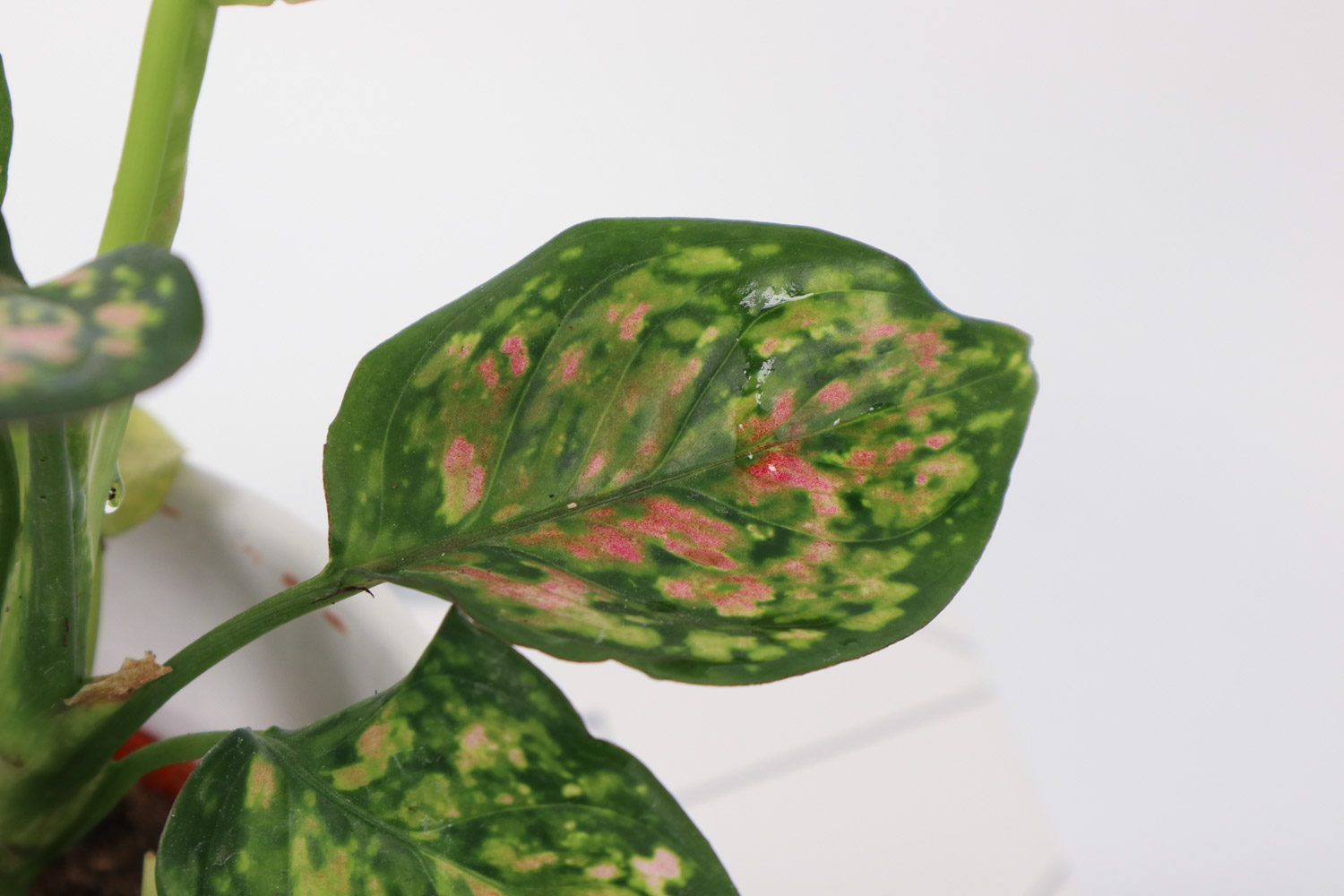 Dieffenbachia