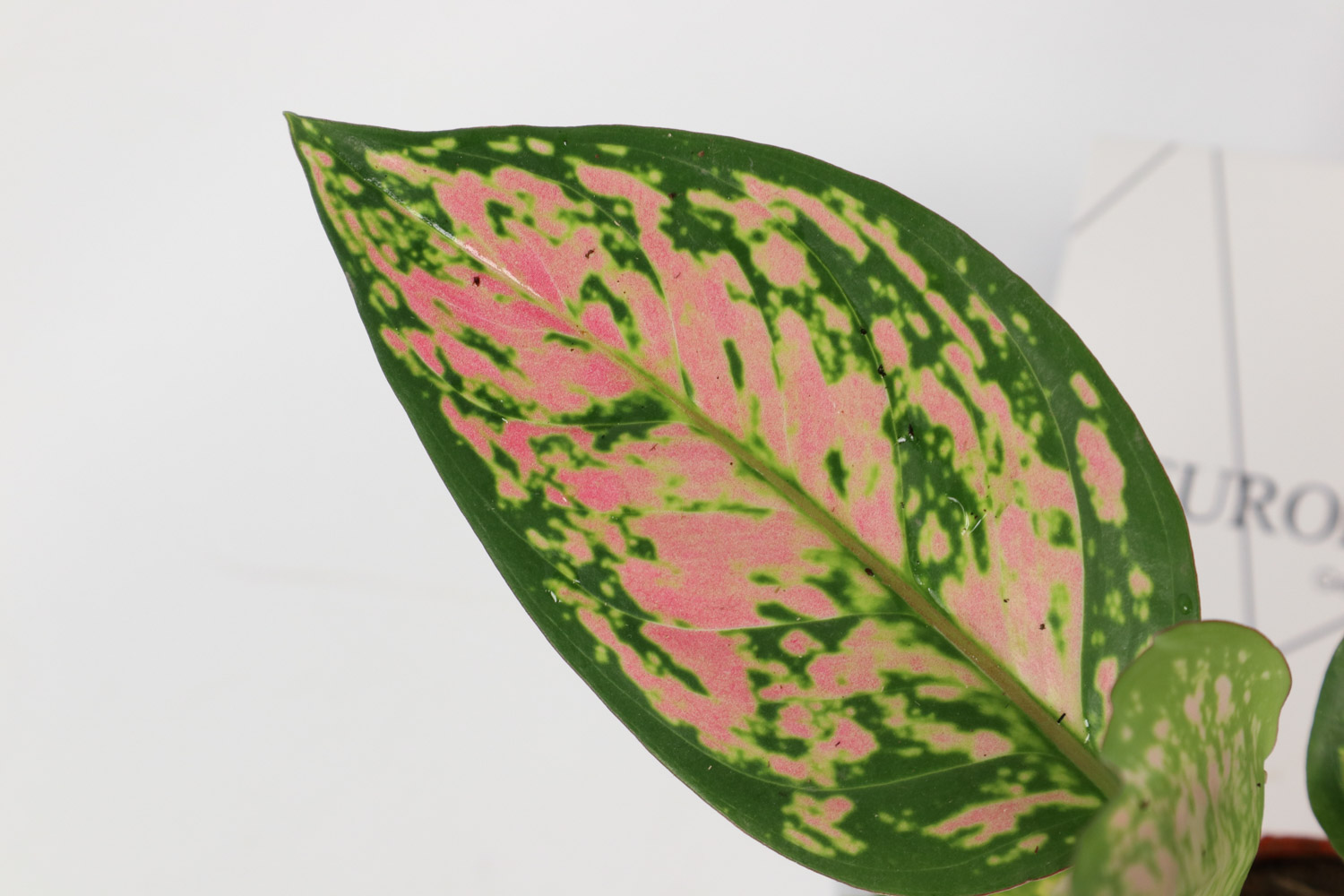 Dieffenbachia