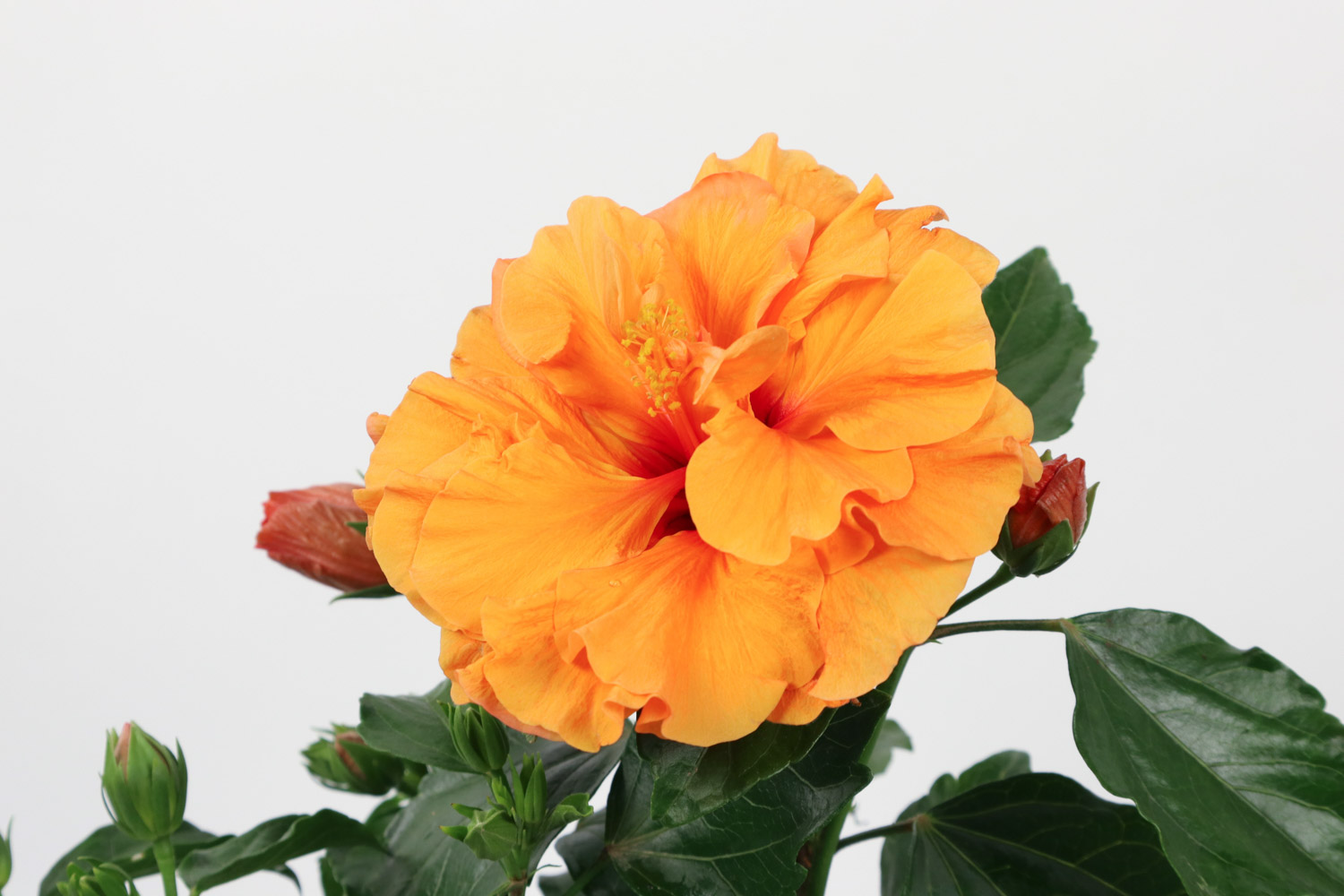 Hibiscus rosa sinensis