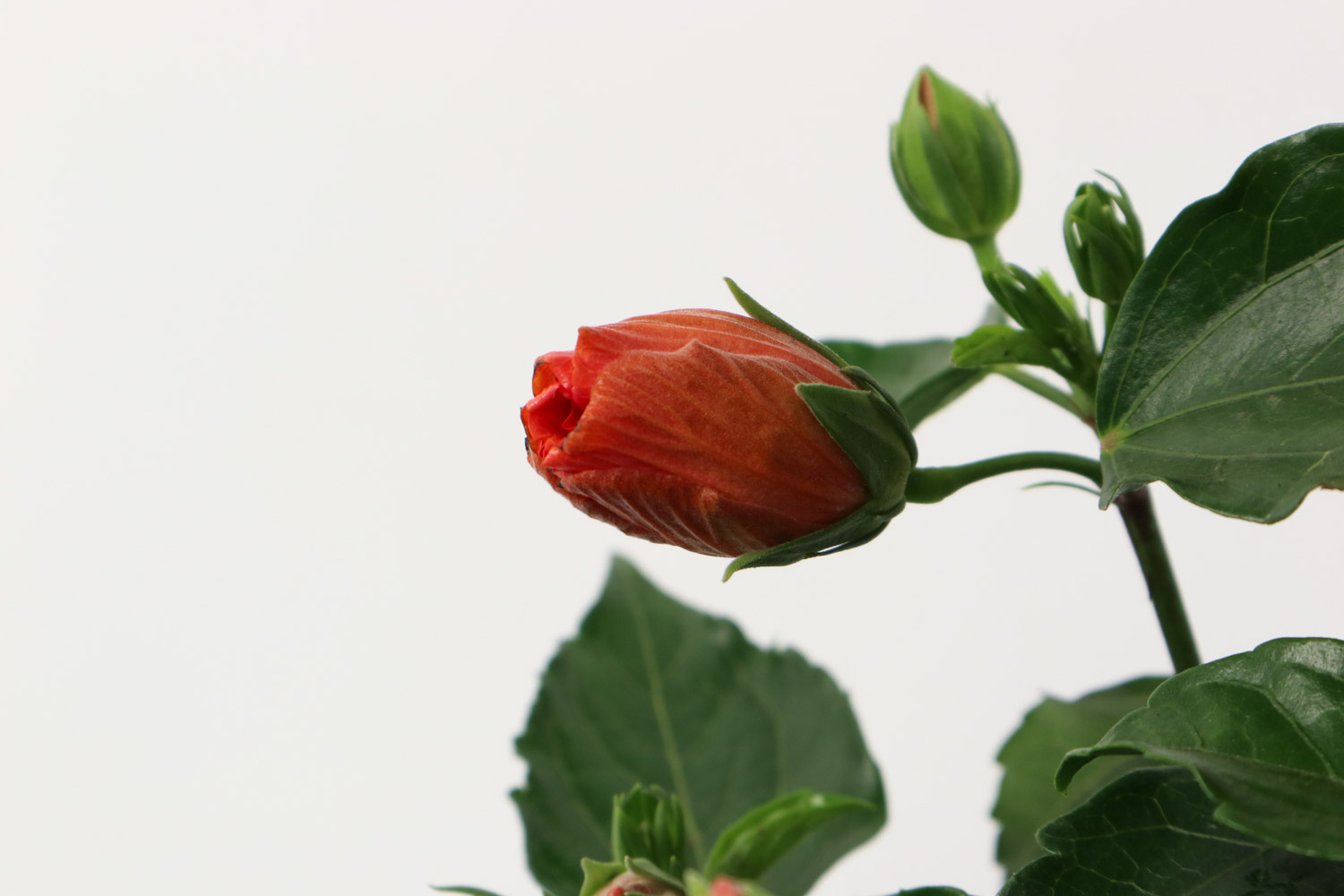 Hibiscus rosa sinensis