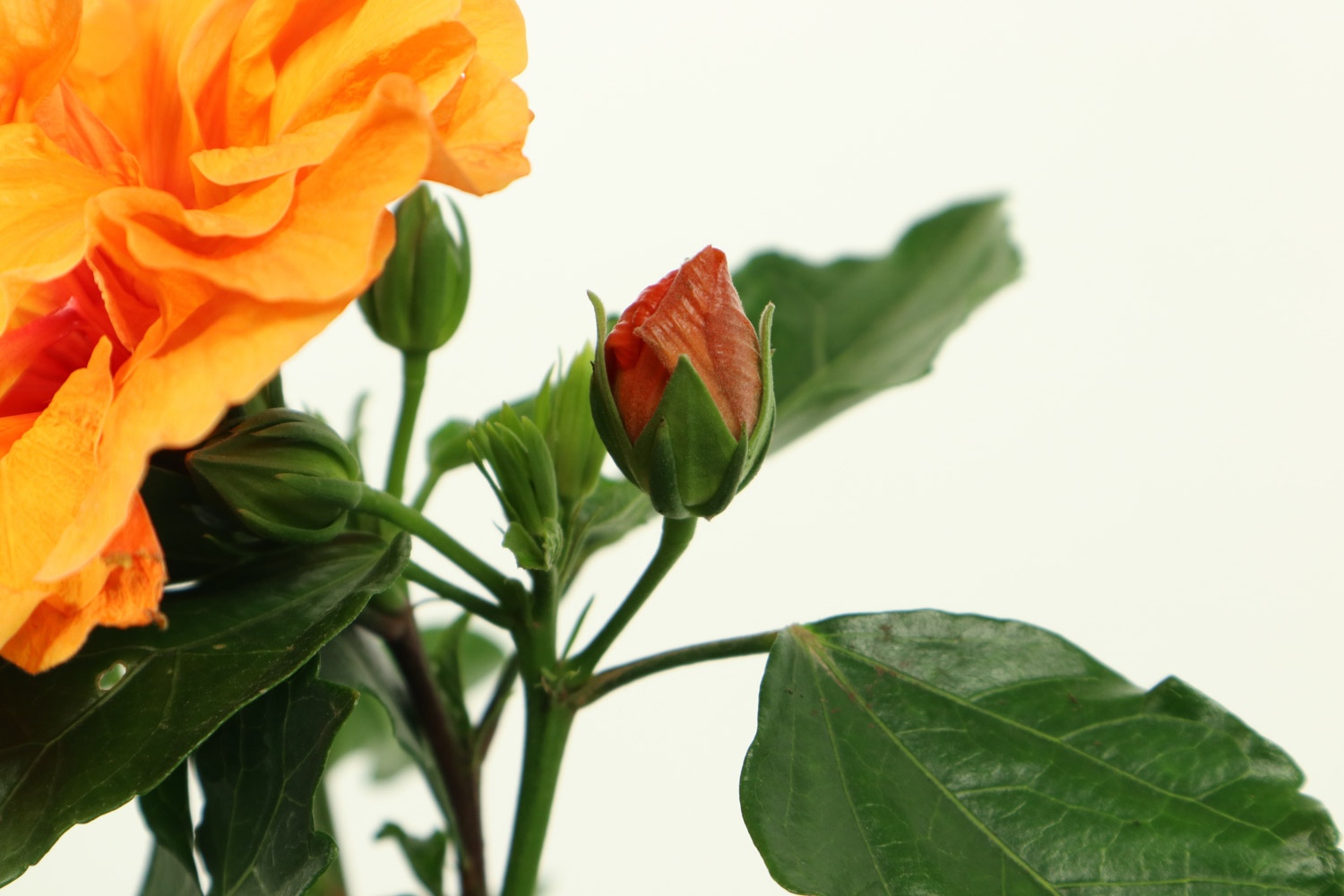 Hibiscus rosa sinensis