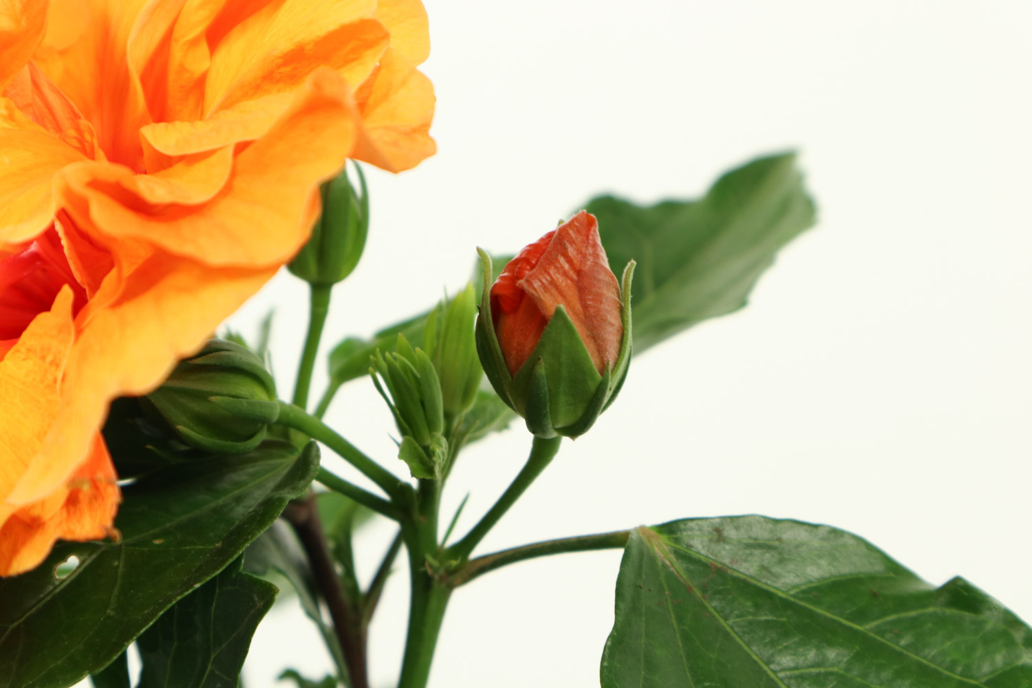 Hibiscus rosa sinensis