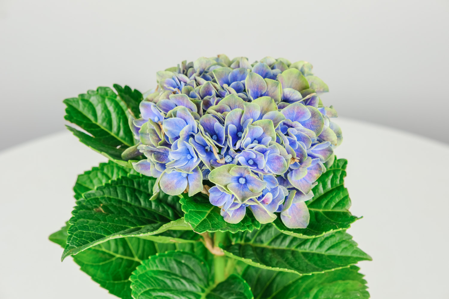 hydrangea