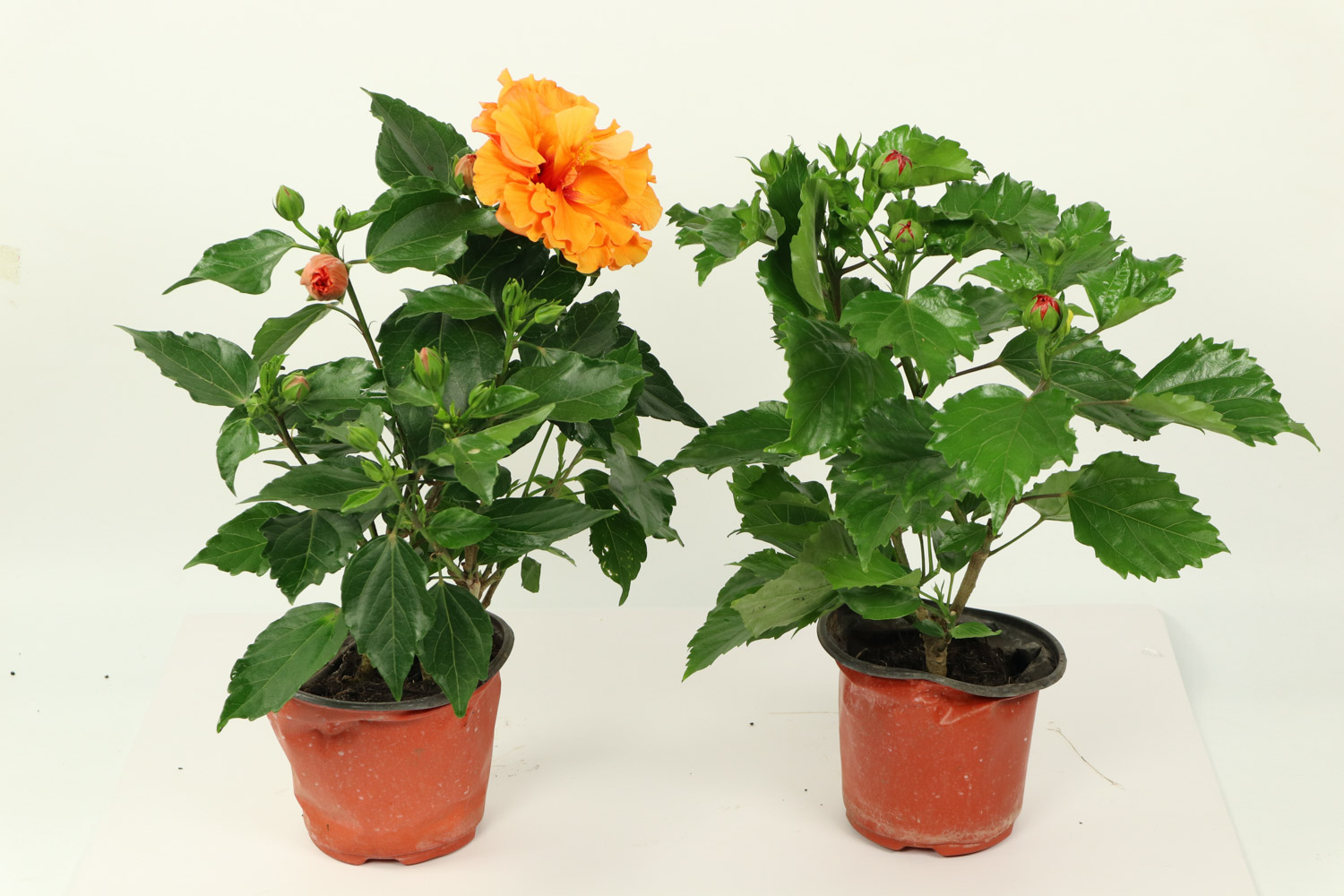 Hibiscus rosa sinensis