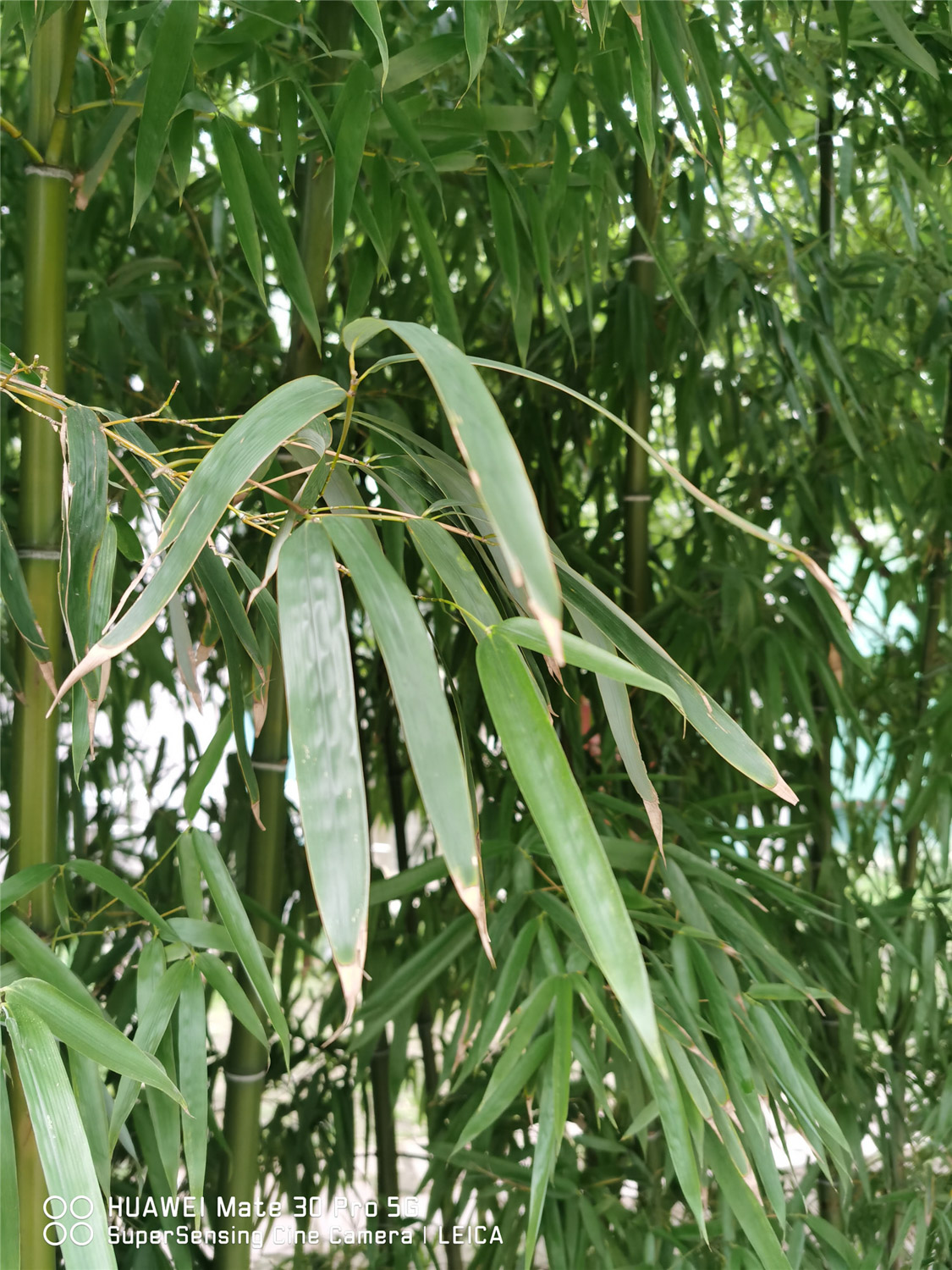 Bamboo