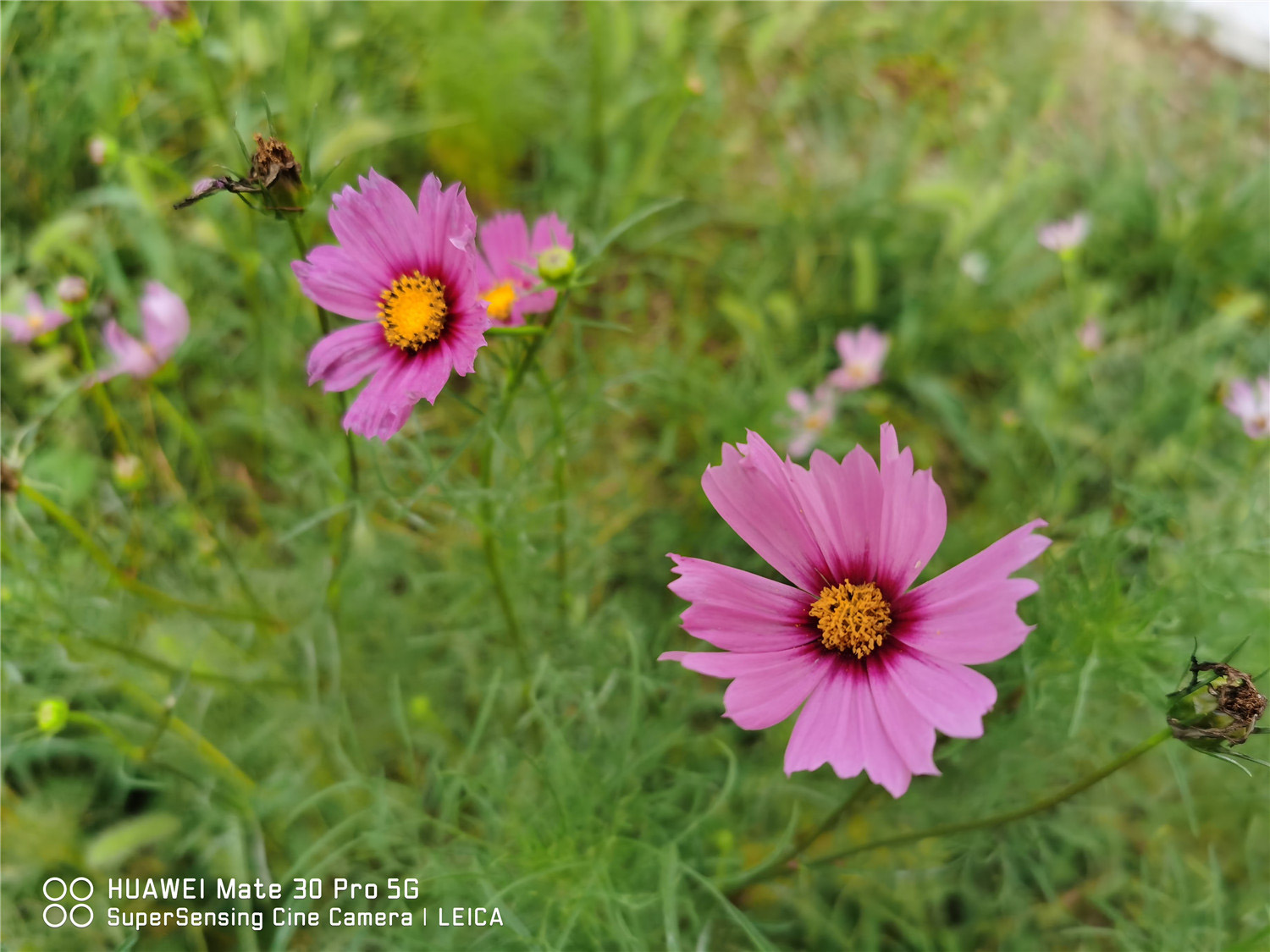 calliopsis