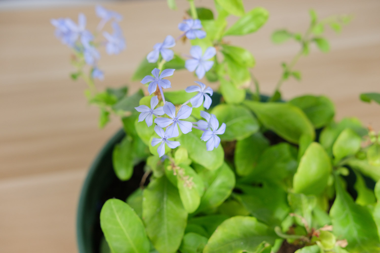 Plumbago Auriculata