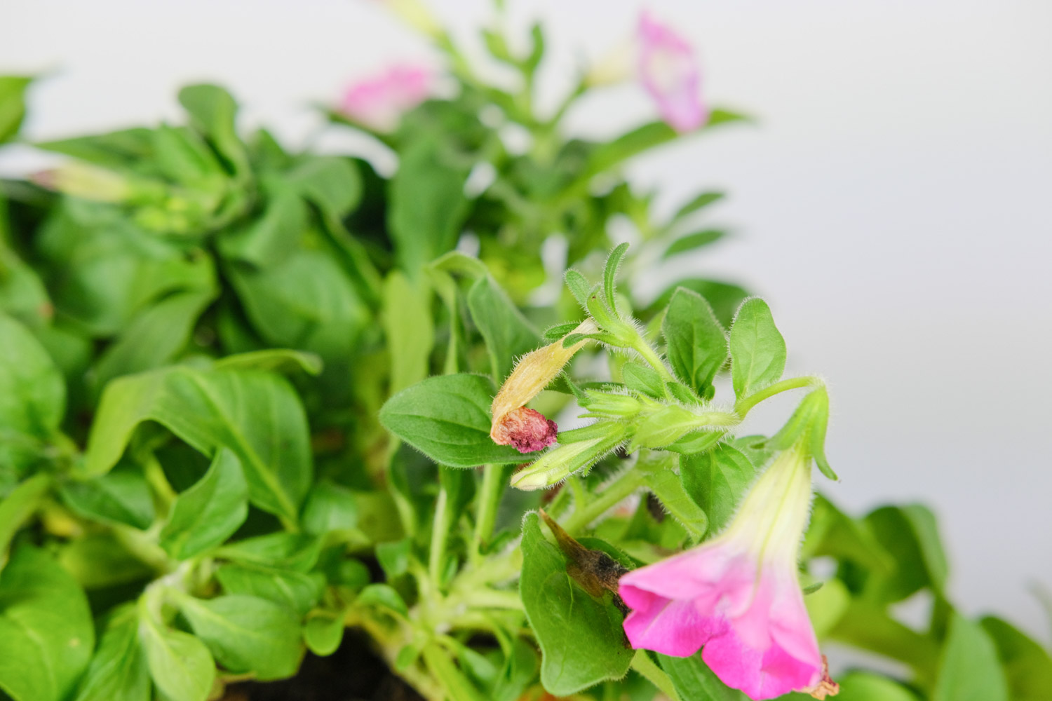 Petunia hybrida