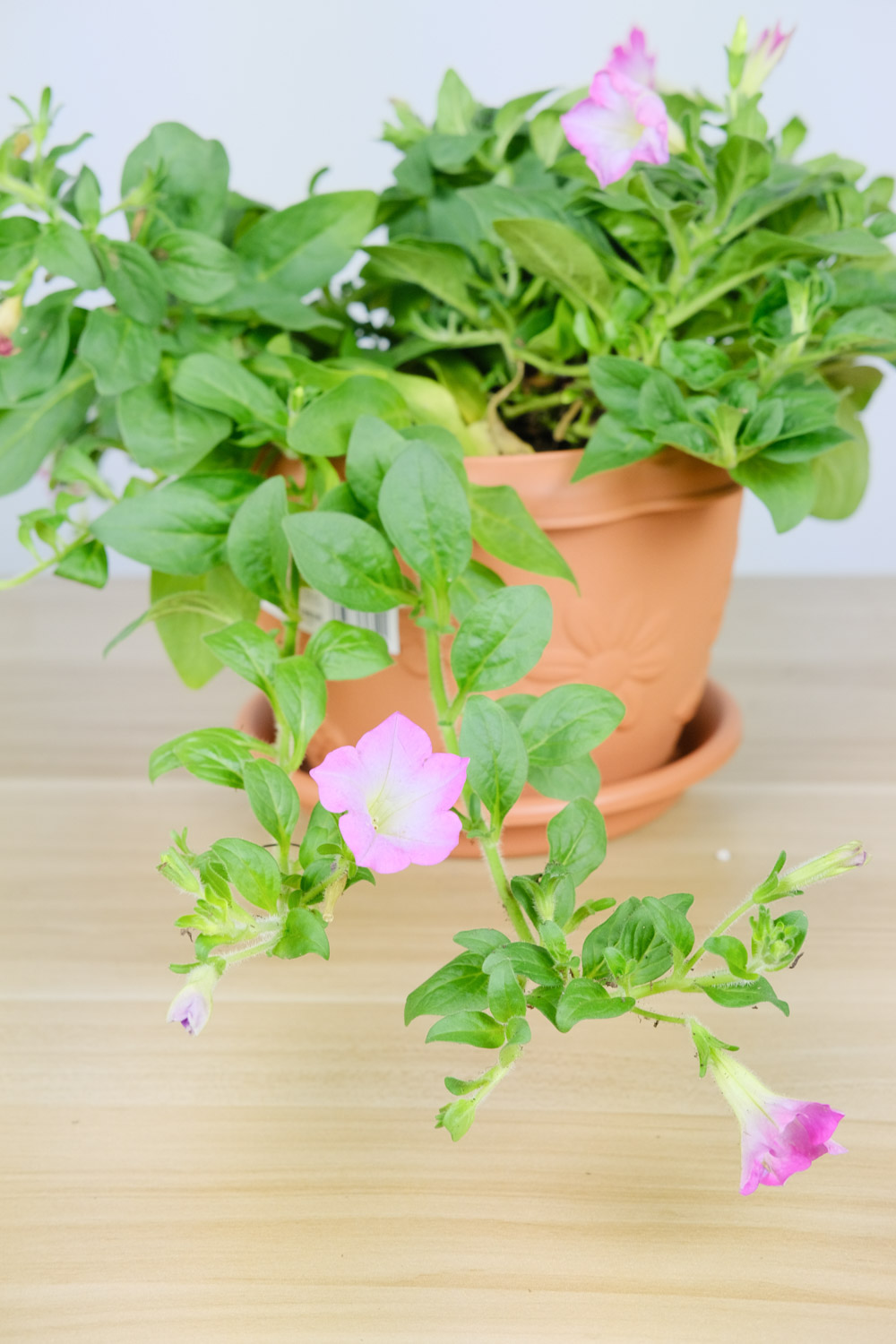 Petunia hybrida