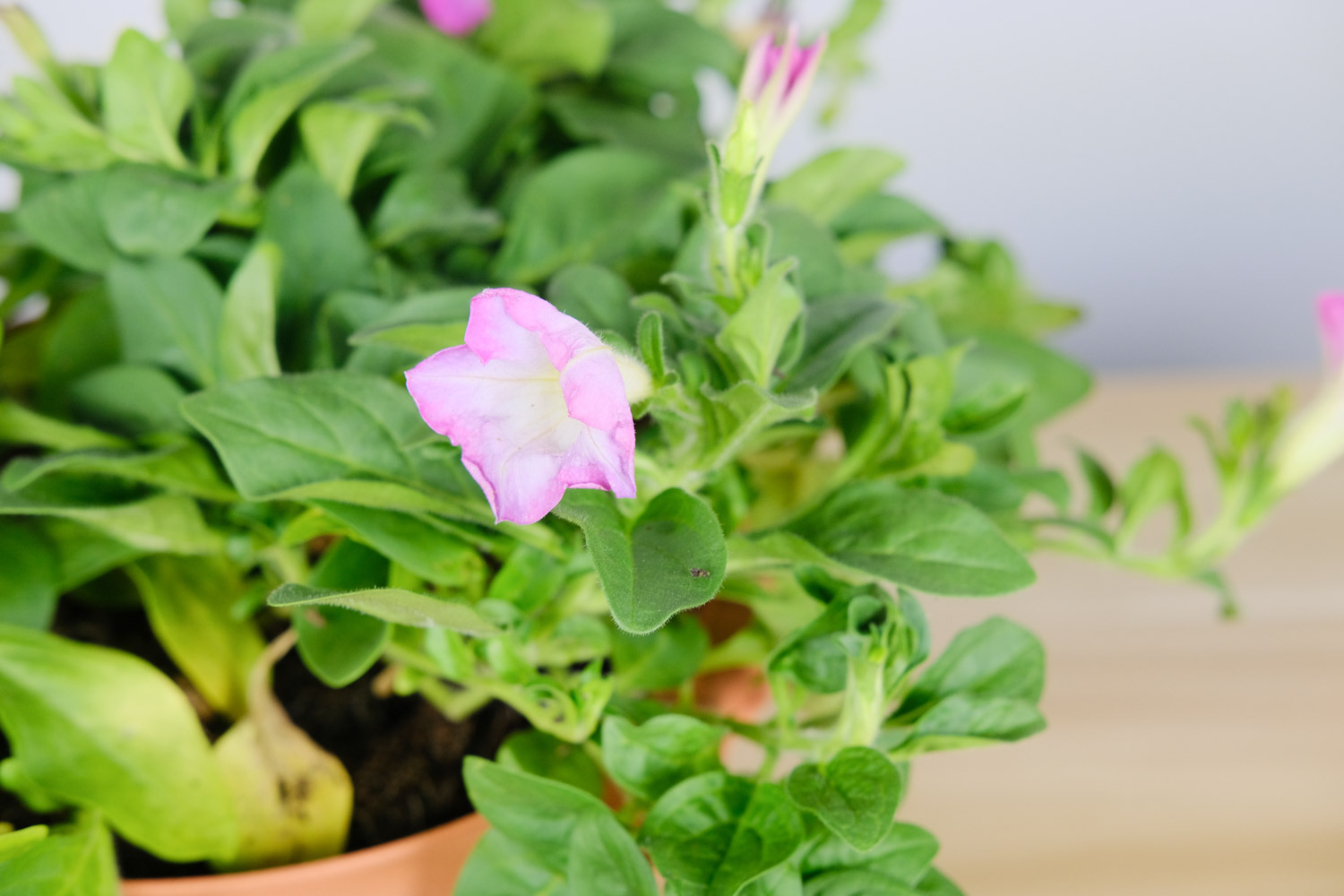 Petunia hybrida