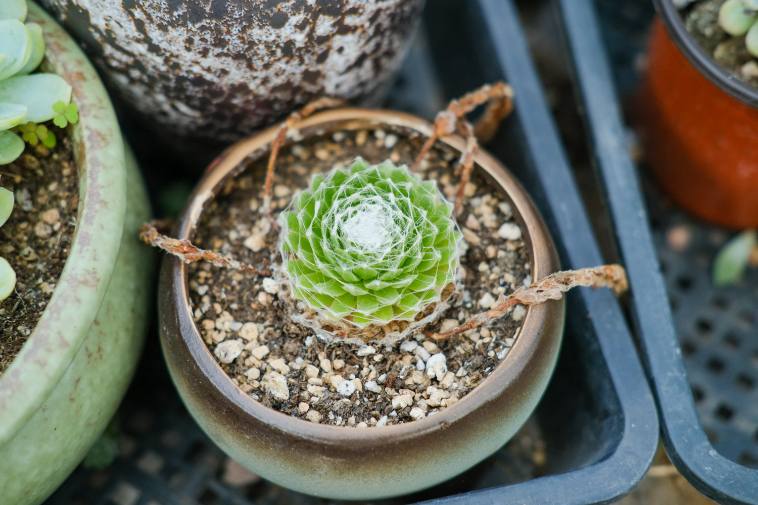 Sempervivum Arachnoideum 