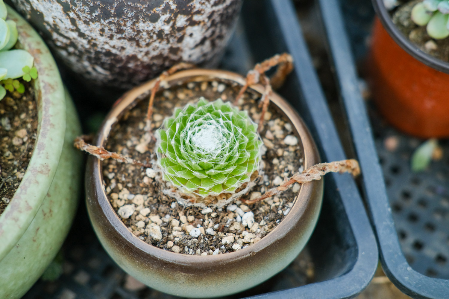 Sempervivum Arachnoideum 