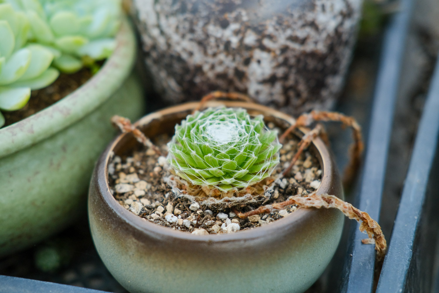 Sempervivum Arachnoideum 