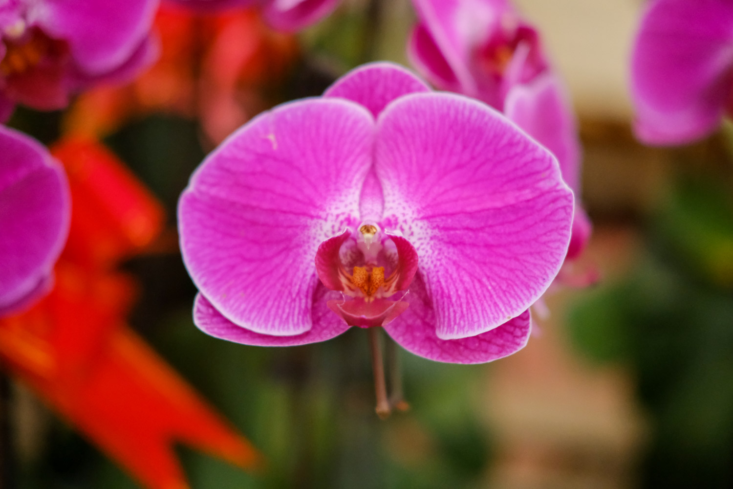 moth orchid