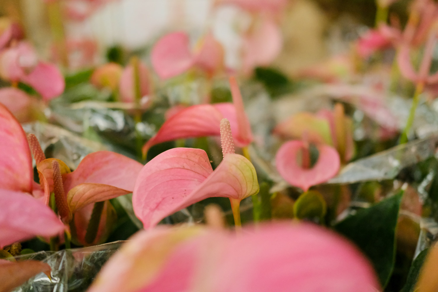 anthurium andraeanum