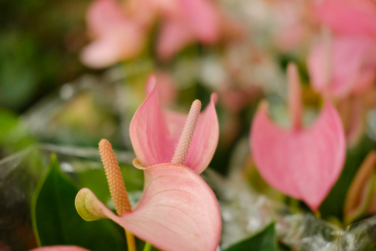 anthurium andraeanum