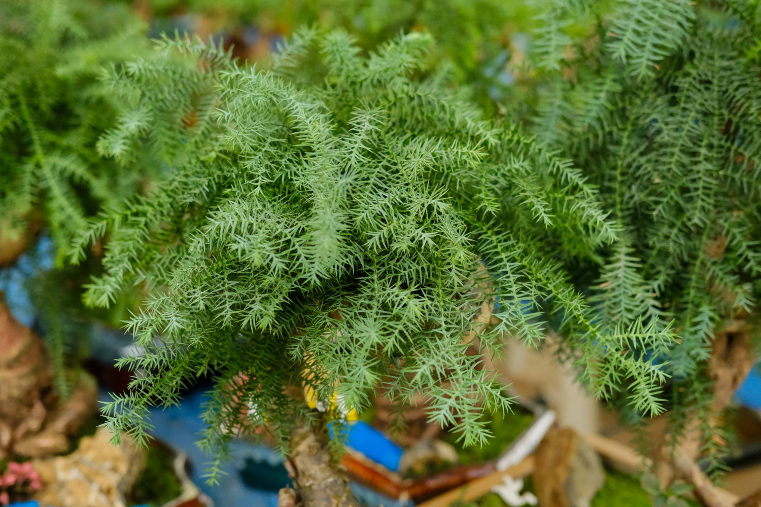 Australian fir