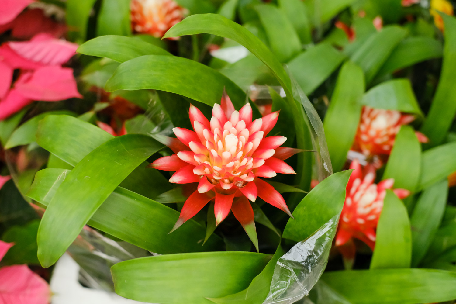 Ornamental pineapple