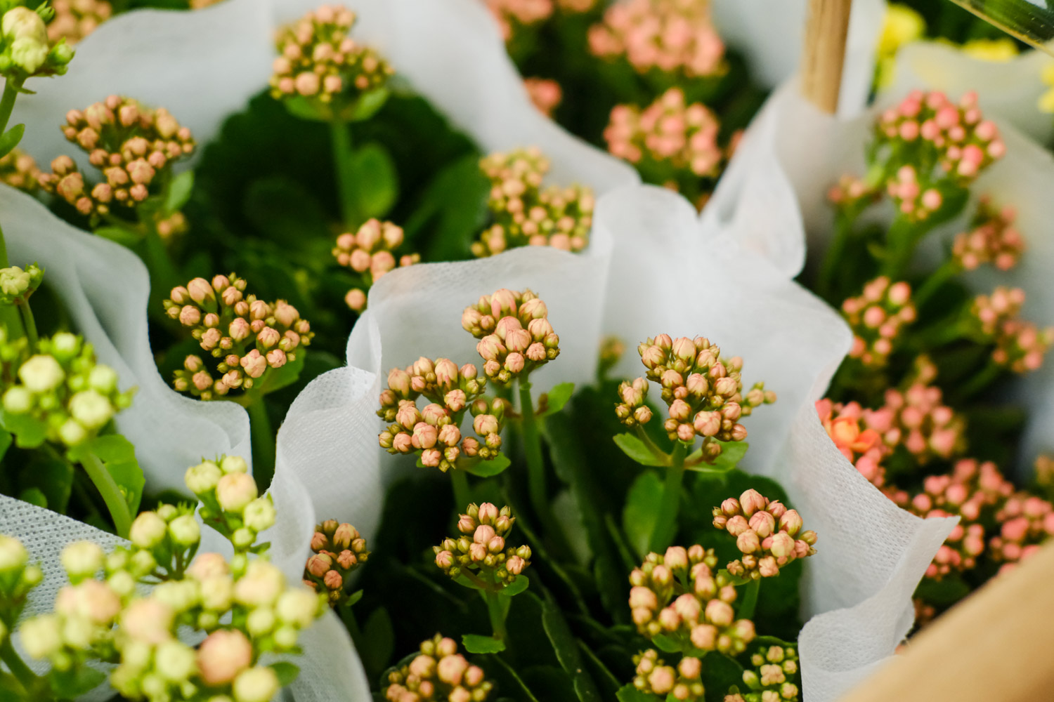 Longevity flower