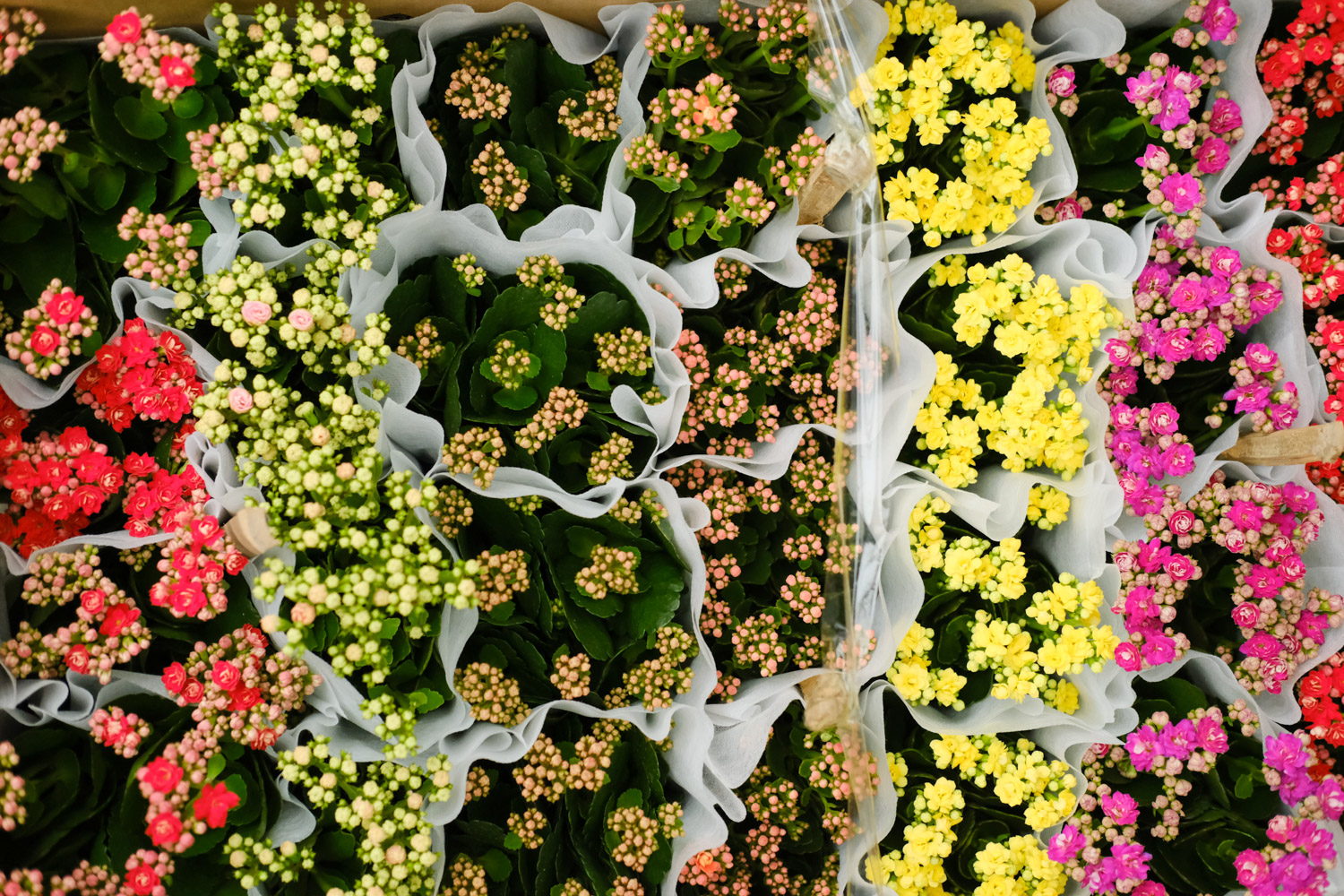 Longevity flower