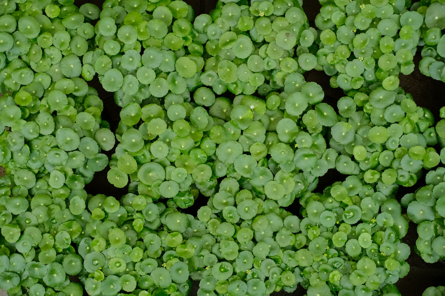 HYDROCOTYLE