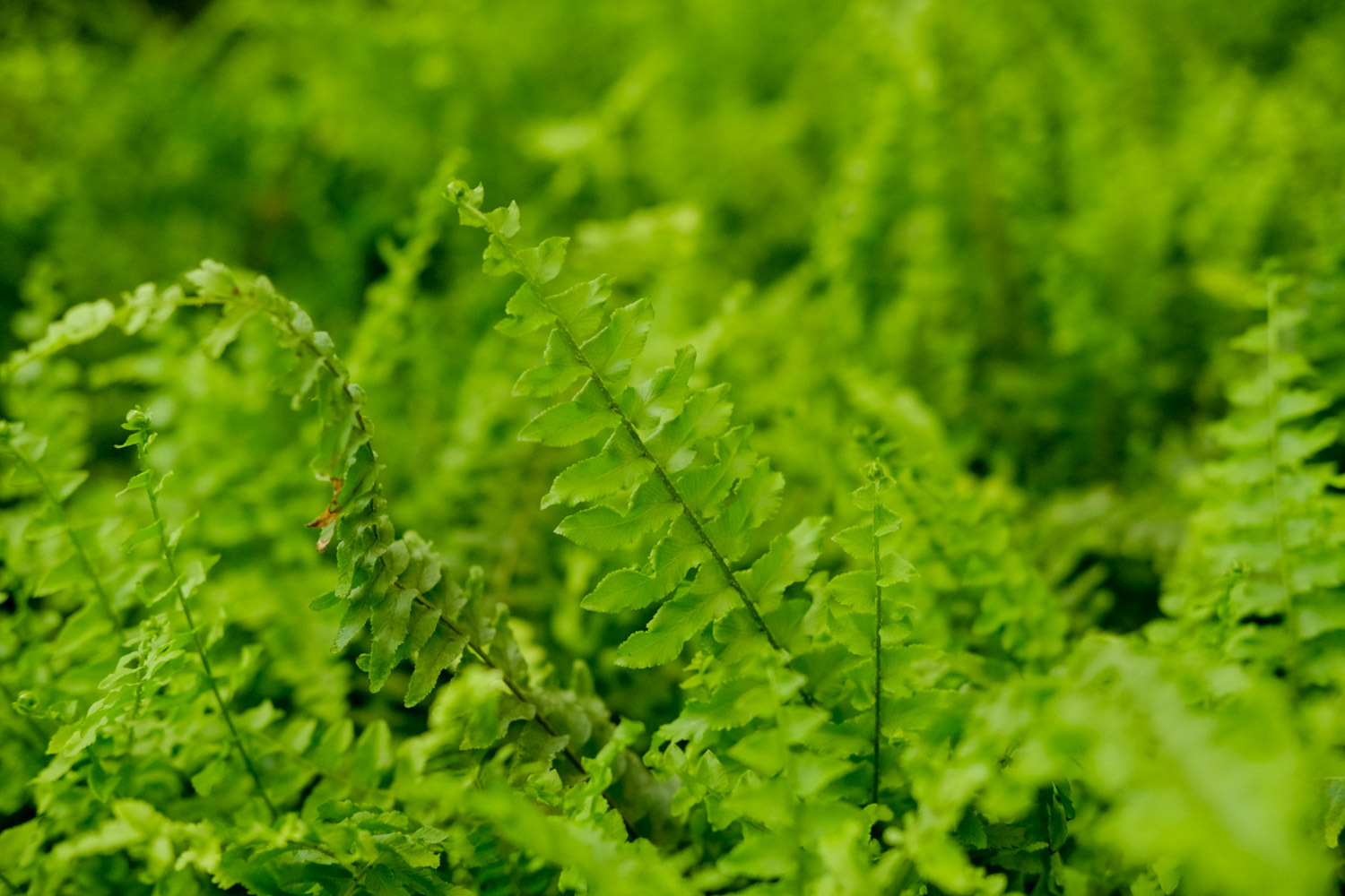 nephrolepis exaltata 