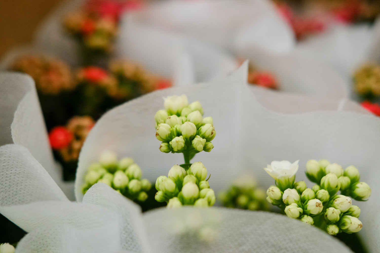 Longevity flower