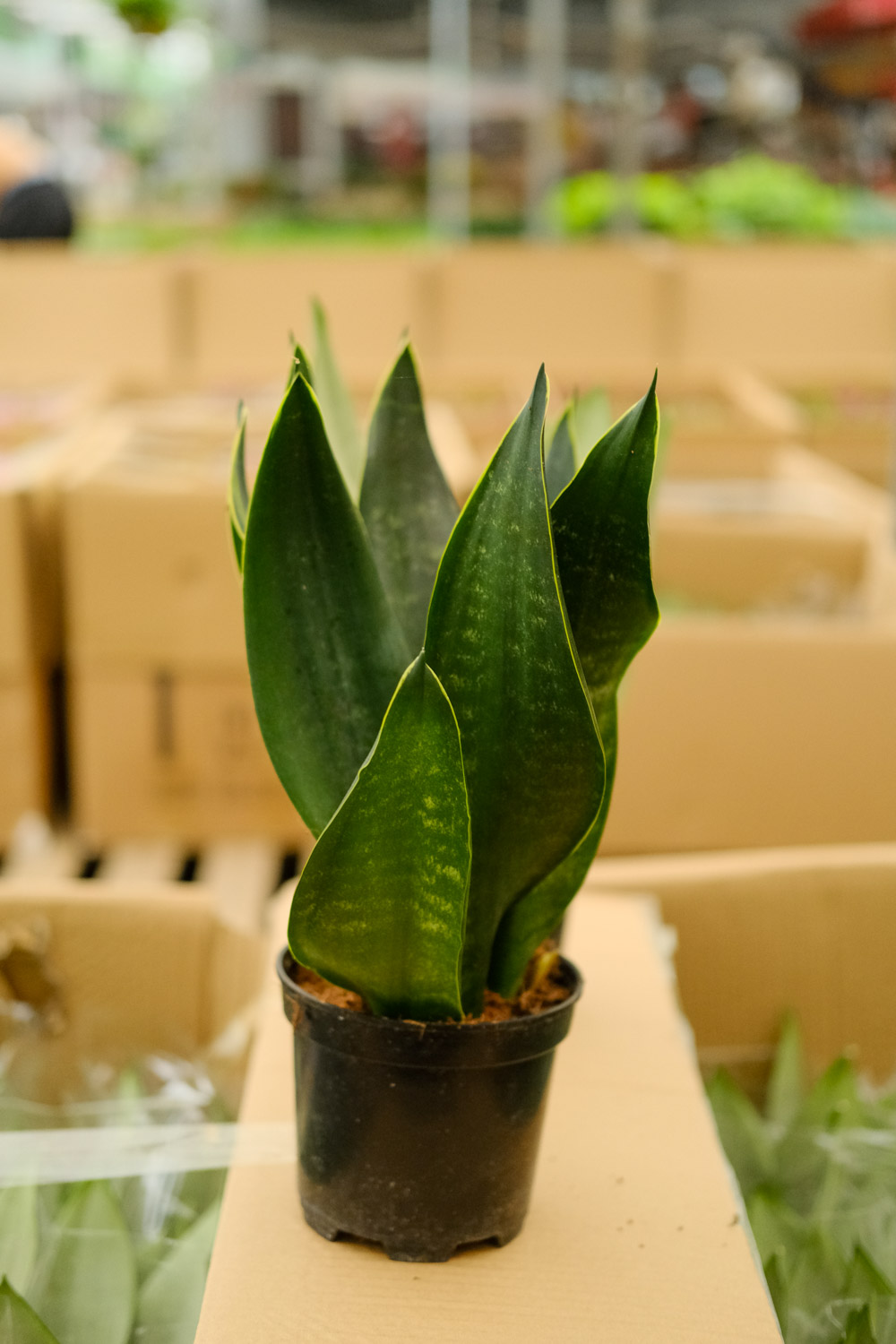 Sansevieria trifasciata