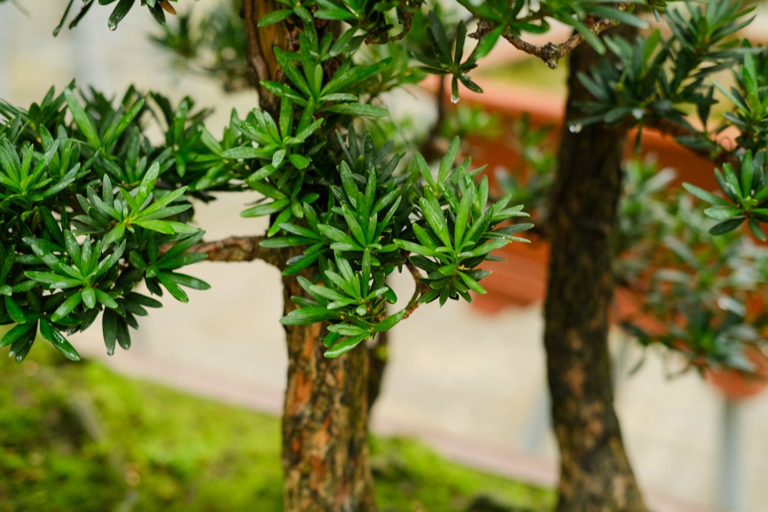 Podocarpus