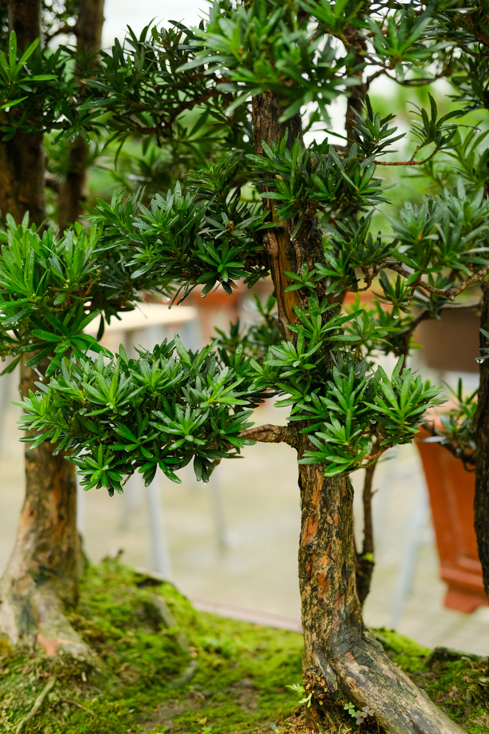 Podocarpus