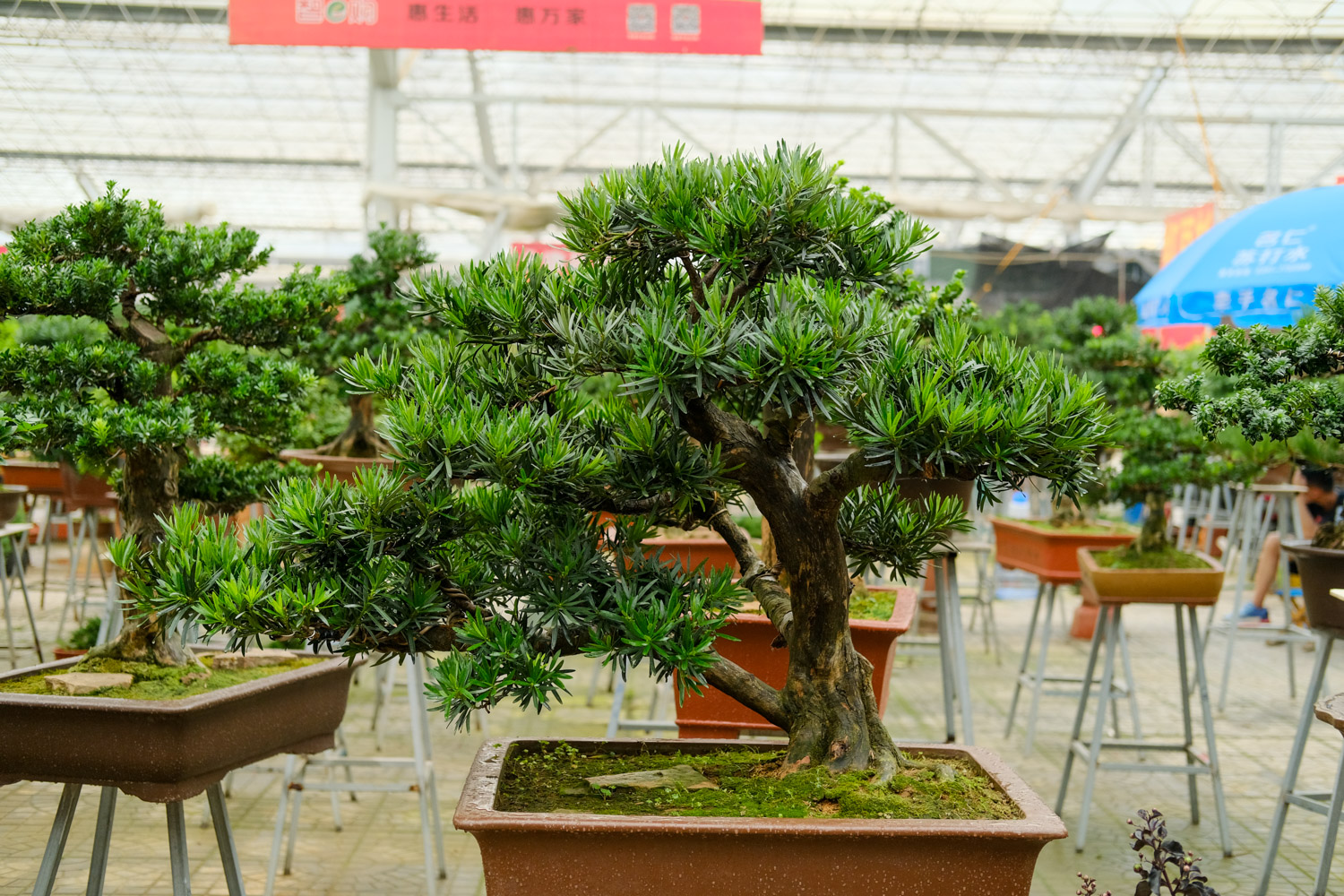 Podocarpus