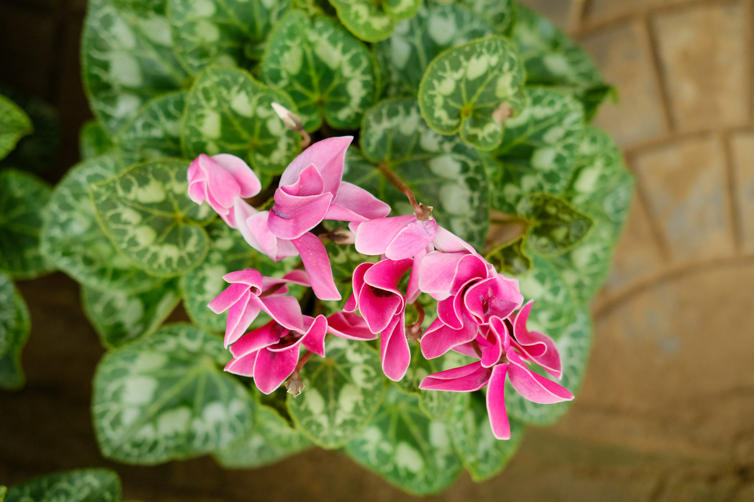 Cyclamen