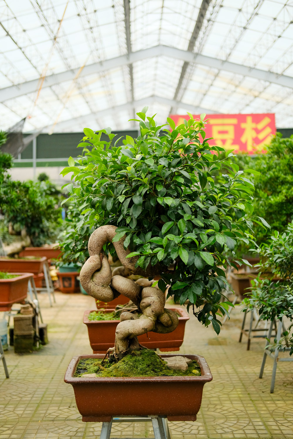 Ficus microcarpa