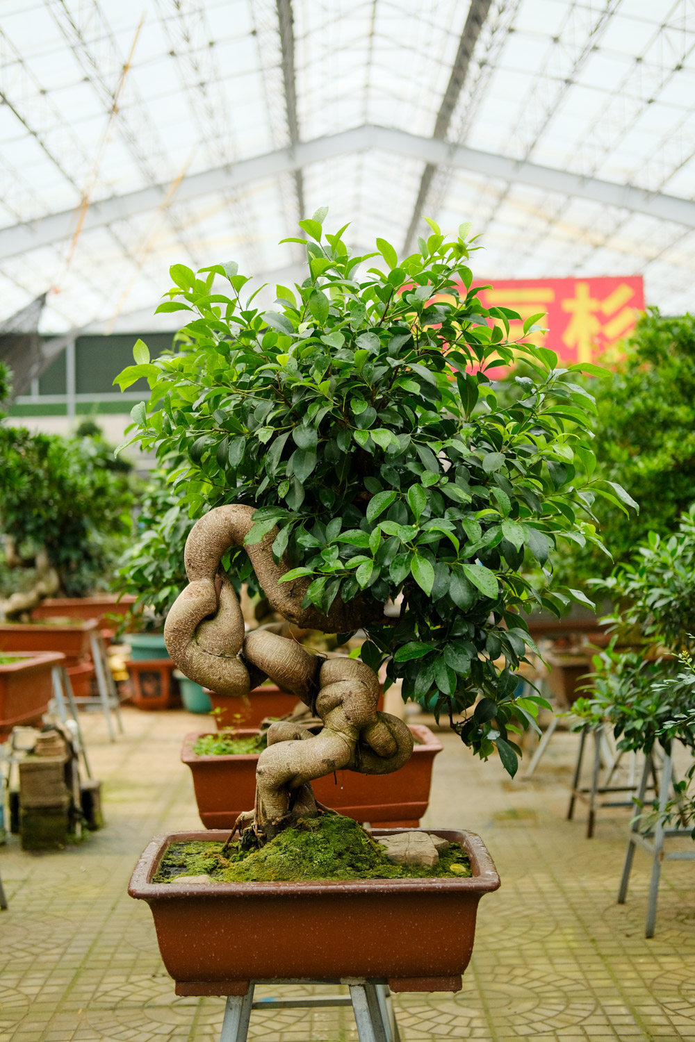 Ficus microcarpa